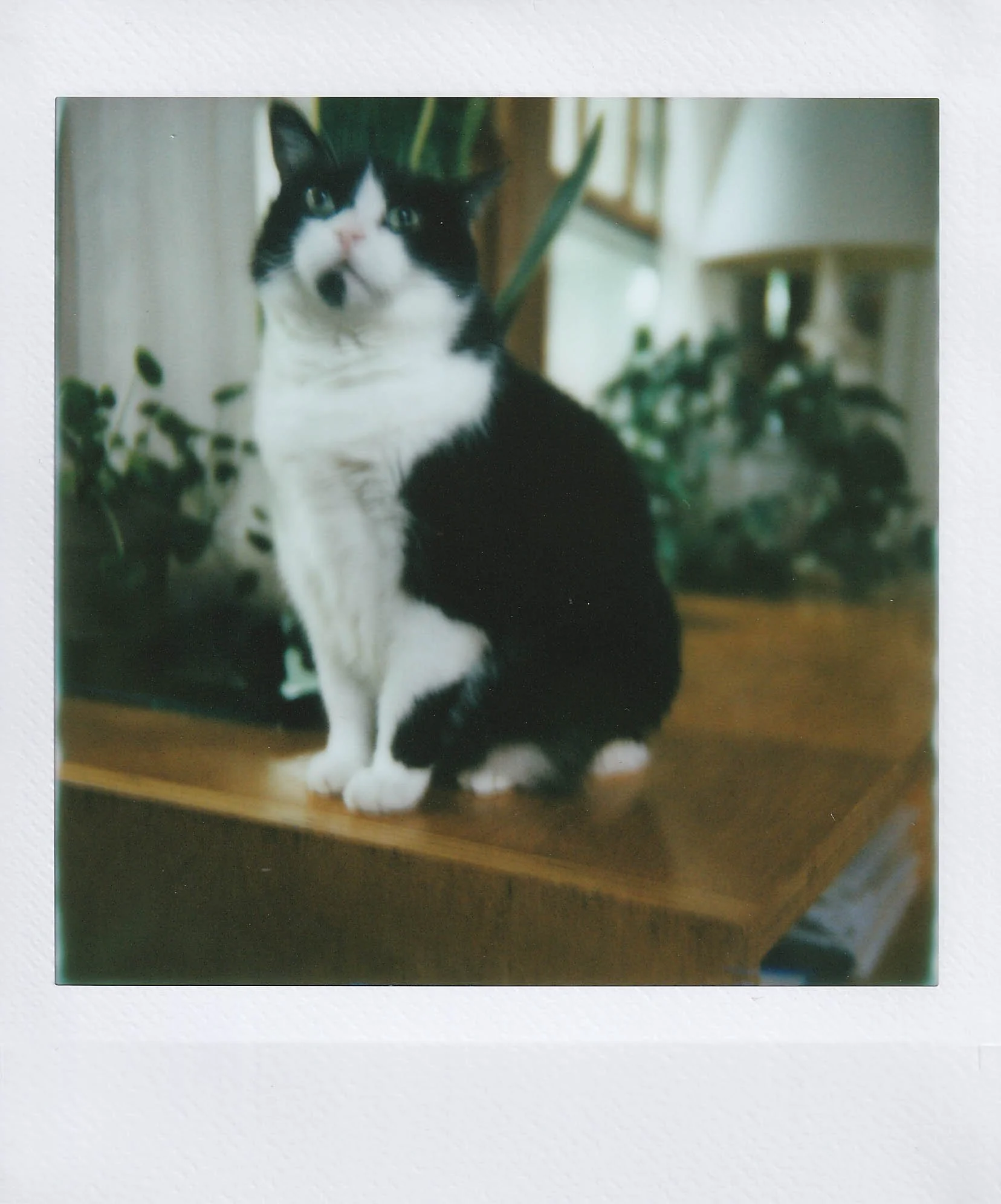 duchess cream puff, my house, morning of thursday, 7-24-25.jpg