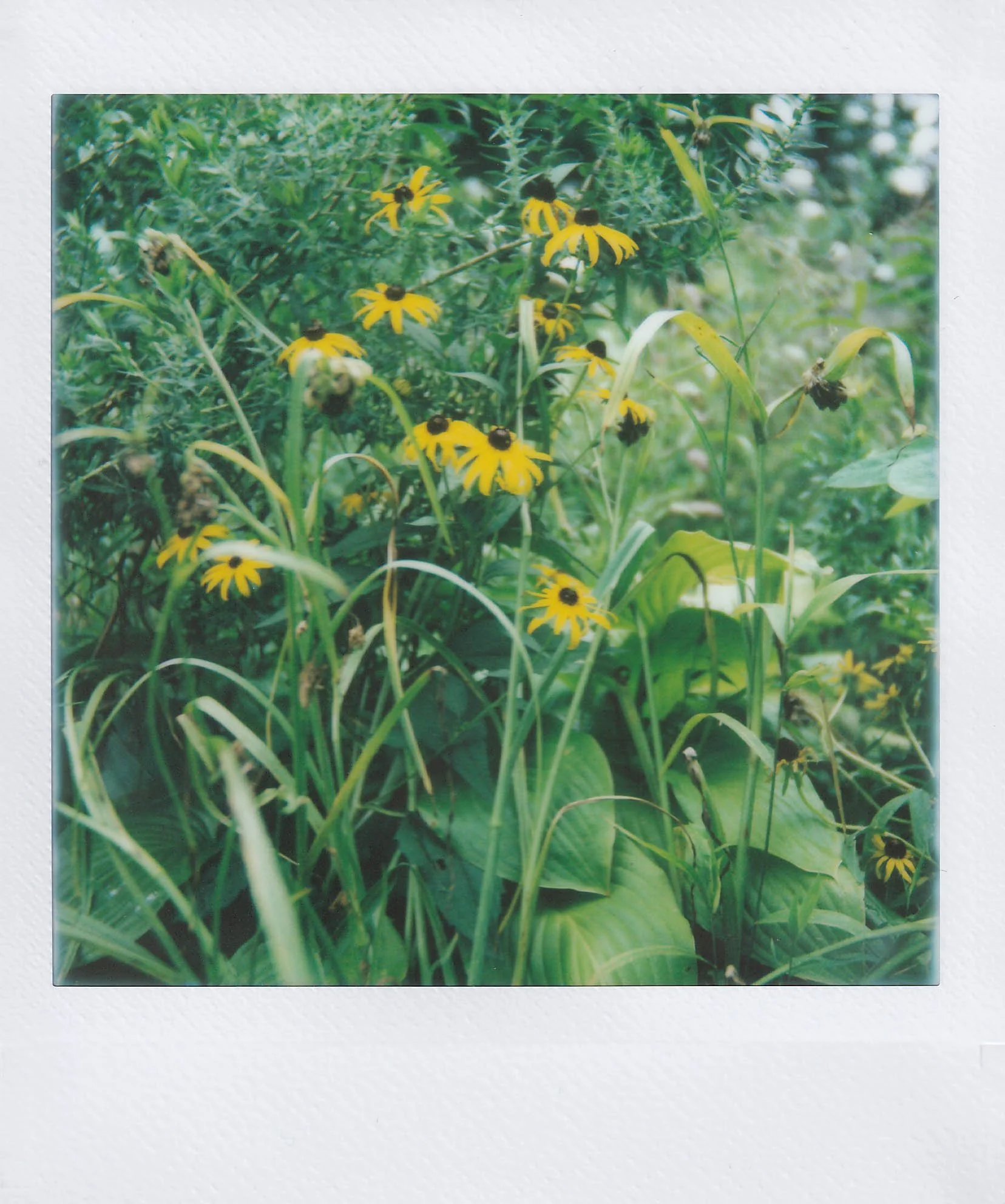 flowers backyard yellow, my house, friday, 7-25-25.jpg