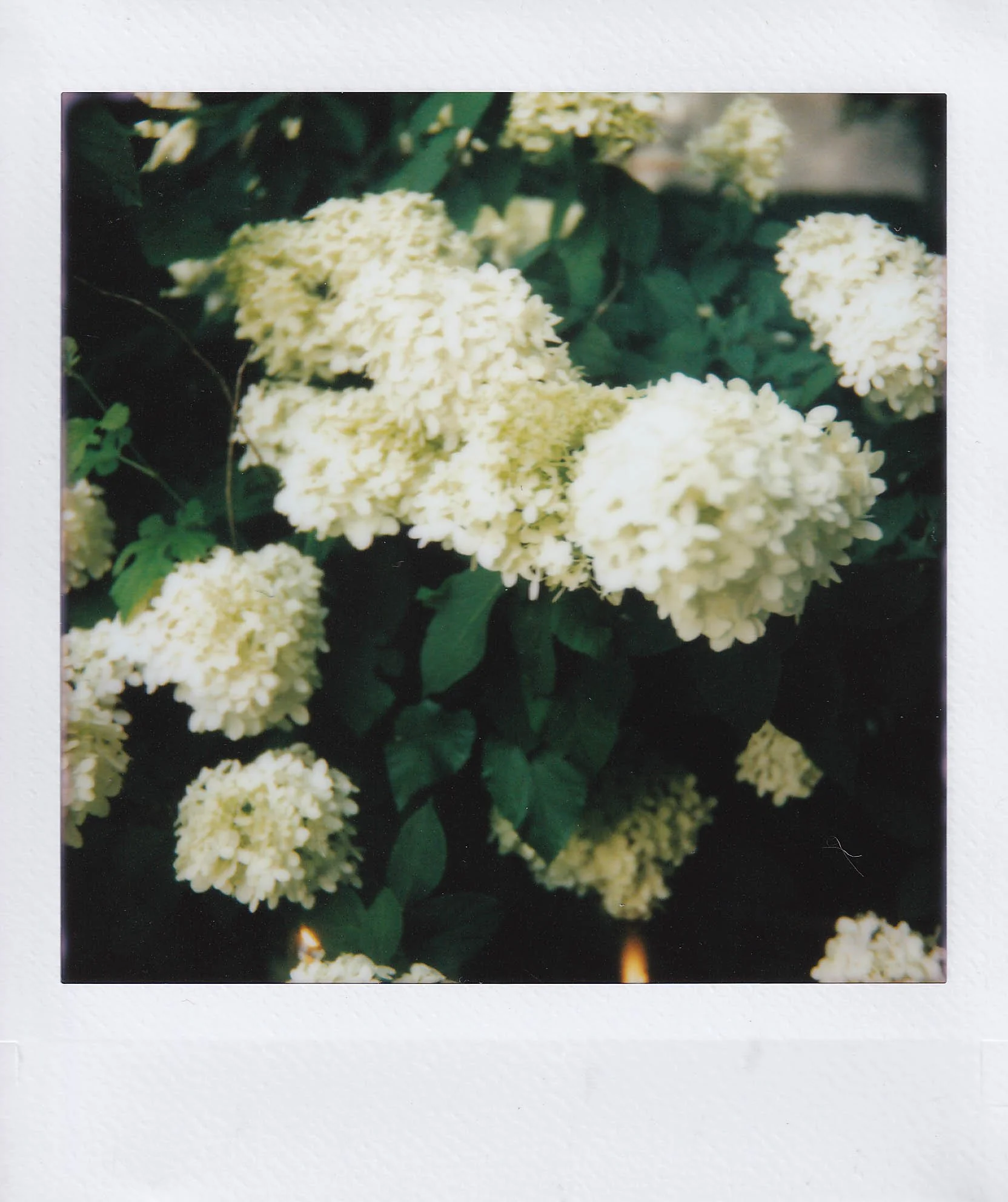 hydrangeas, mom's house, eating dinner there, wednesday, 7-31-25.jpg