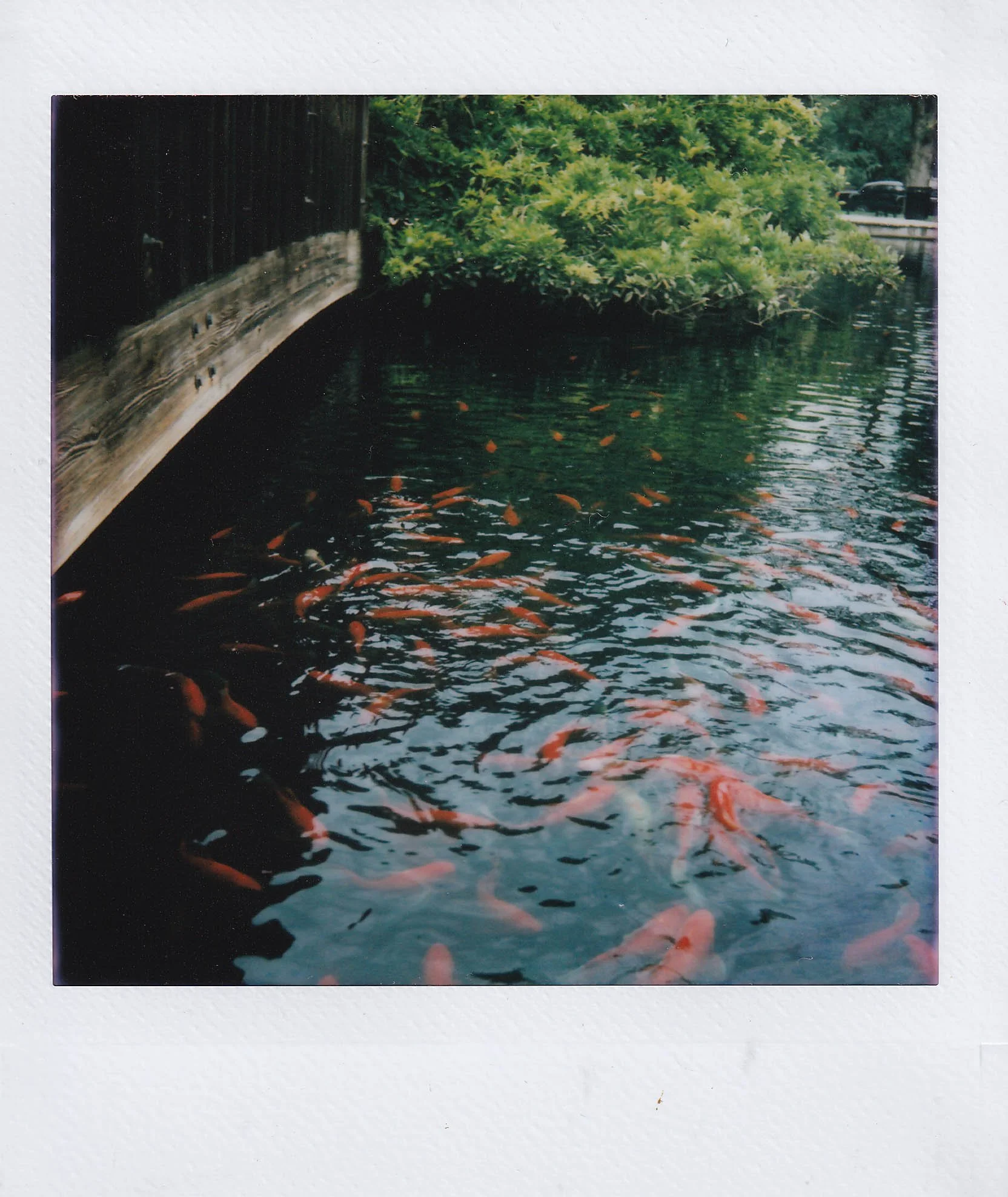 koi, loose park, walk with katie and owen (her dog), after mu did my nails, saturday, 8-2-25.jpg