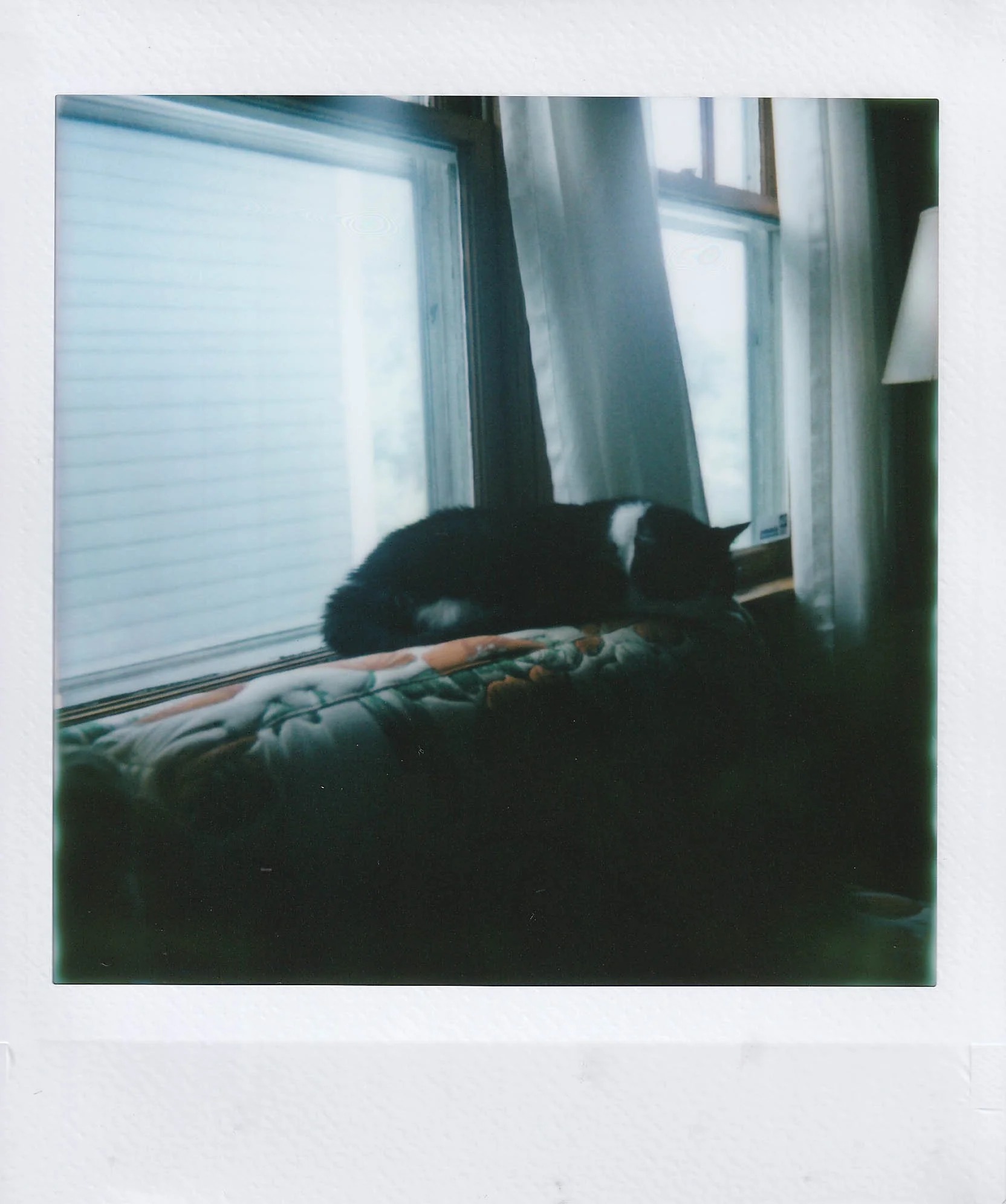 duchess cream puff 1, my house, tuesday morning, 8-19-25.jpg