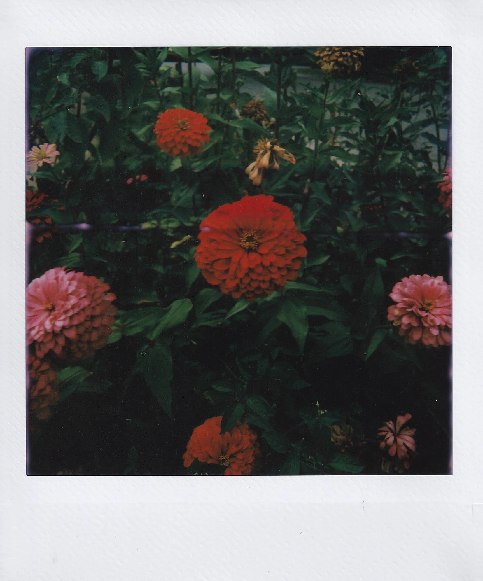 zinnias, walking back to my place from baba's with katie, saturday, 8-30-25.jpg