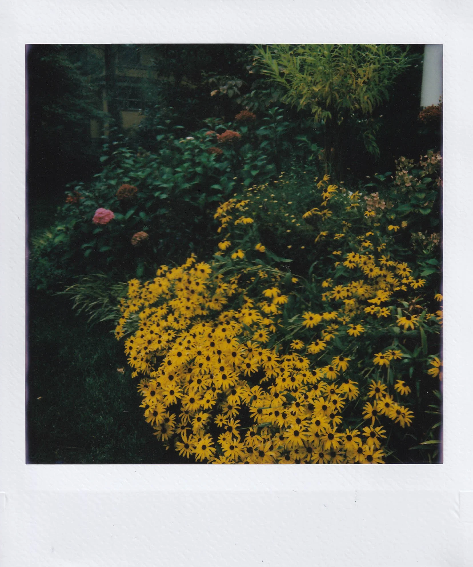 flowers, walking back to my place from baba's with katie, 58th and rockhill, saturday, 8-30-25.jpg