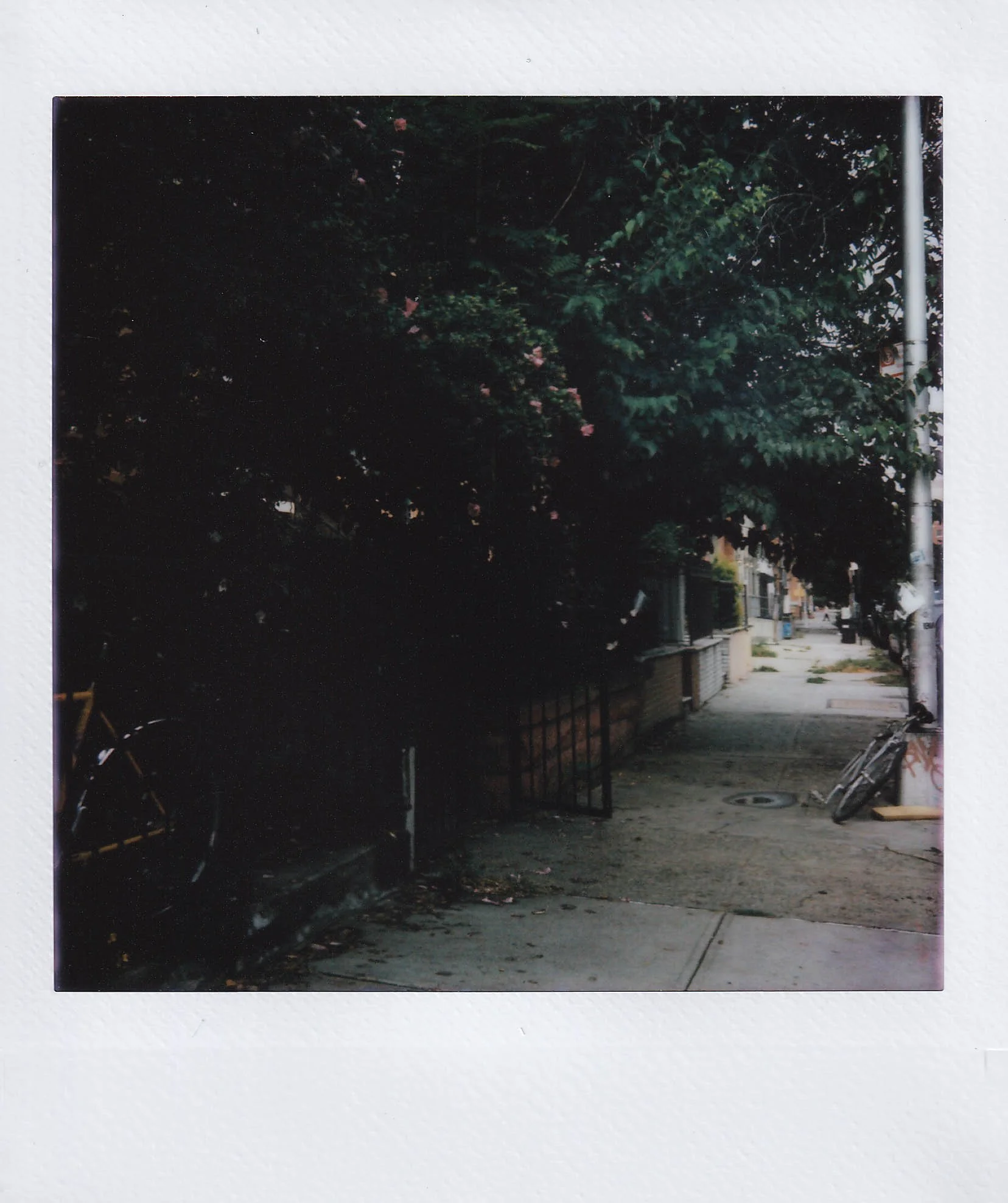 solo walk after talking with anna, hydrangeas, bed-stuy, sunday, 9-7-25.jpg