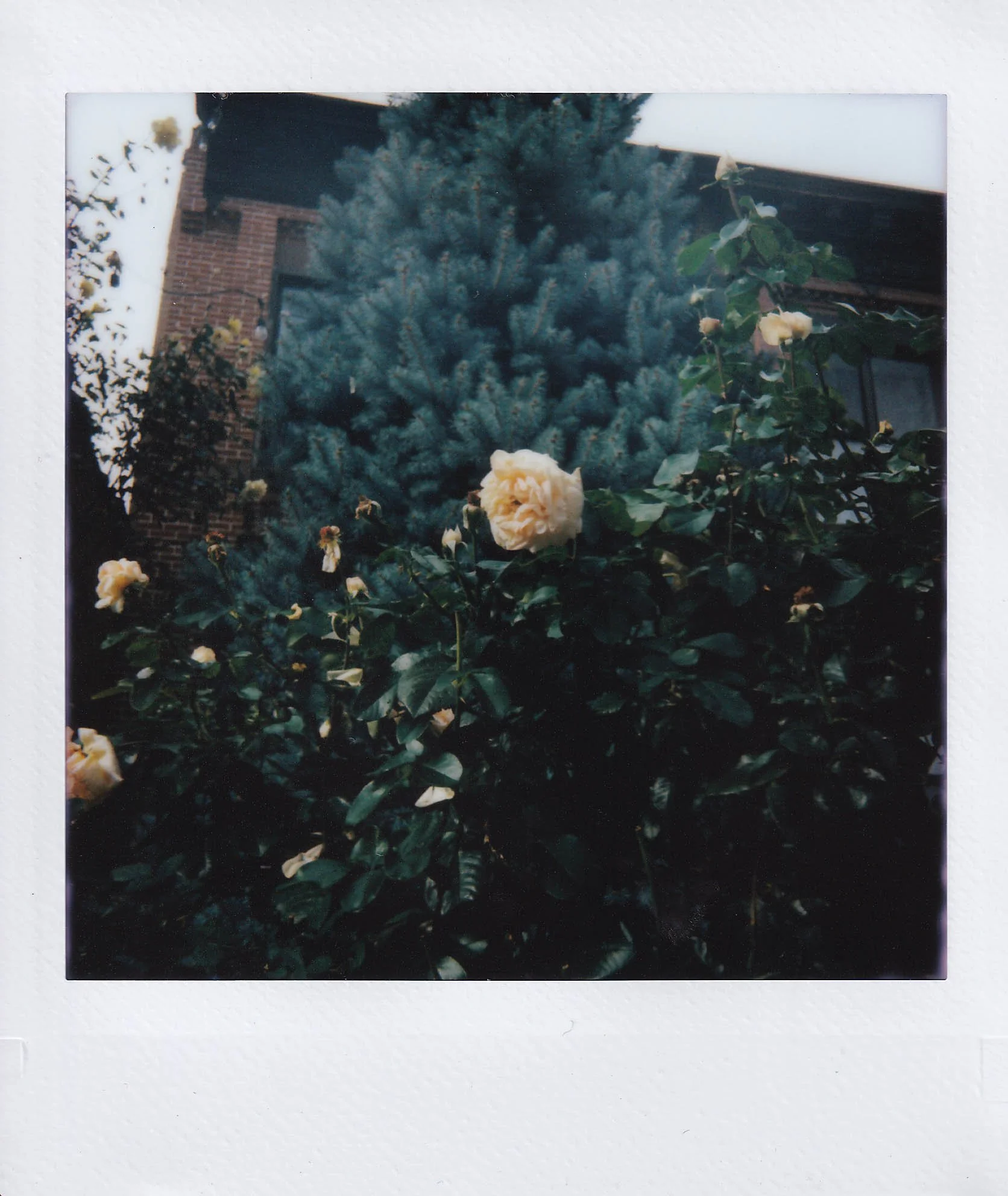 solo walk after talking with anna, other roses, bed-stuy, sunday, 9-7-25.jpg