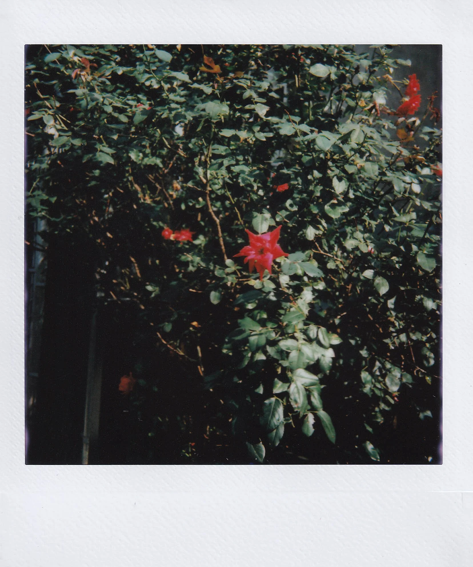 solo walk after talking with anna, roses, bed-stuy, saunday, 9-7-25.jpg