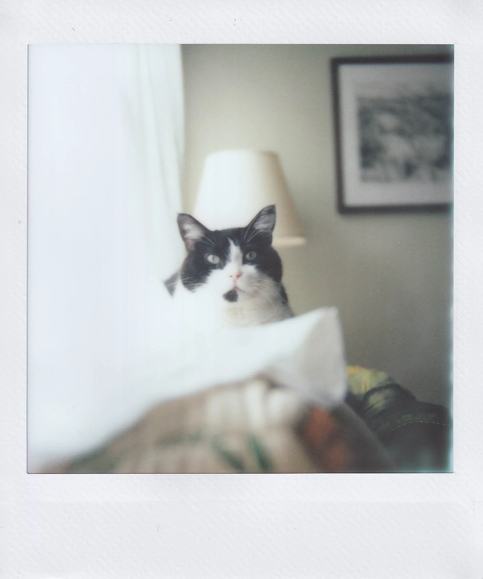 duchess cream puff 2, on the couch in the dining room, sunday, 9-14-25.jpg