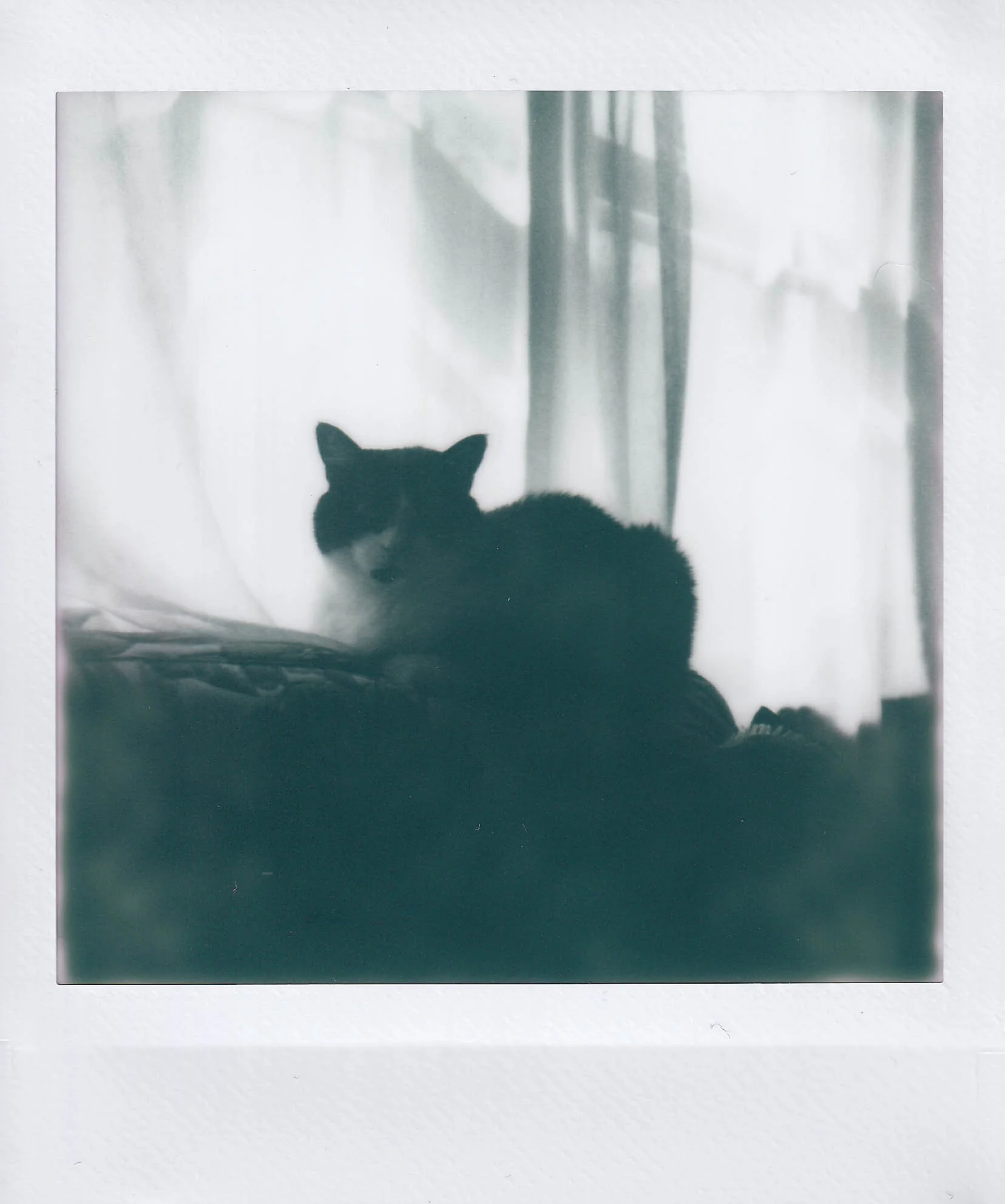 duchess cream puff, on the couch in the dining room, sunday, 9-14-25.jpg