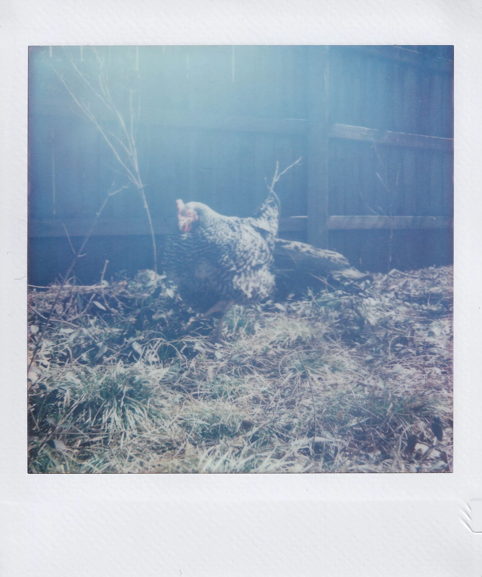 solomon's chickens 2, his old place on 33rd, saturday, 3-14-26.jpg