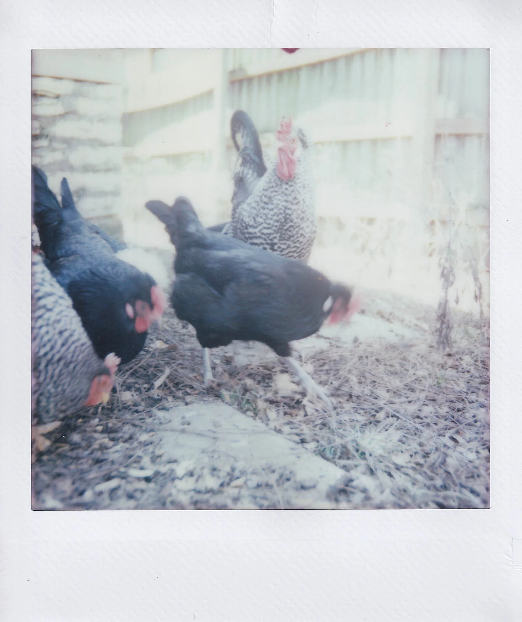 solomon's chickens 1, his old place on 33rd, saturday, 3-14-26.jpg