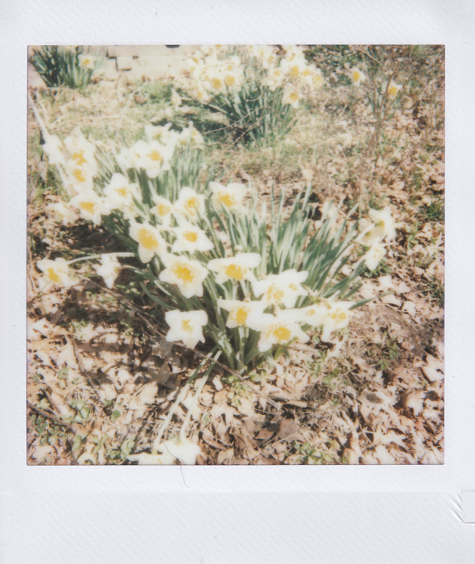 daisies outside solomon's old place, saturday, 3-14-26.jpg