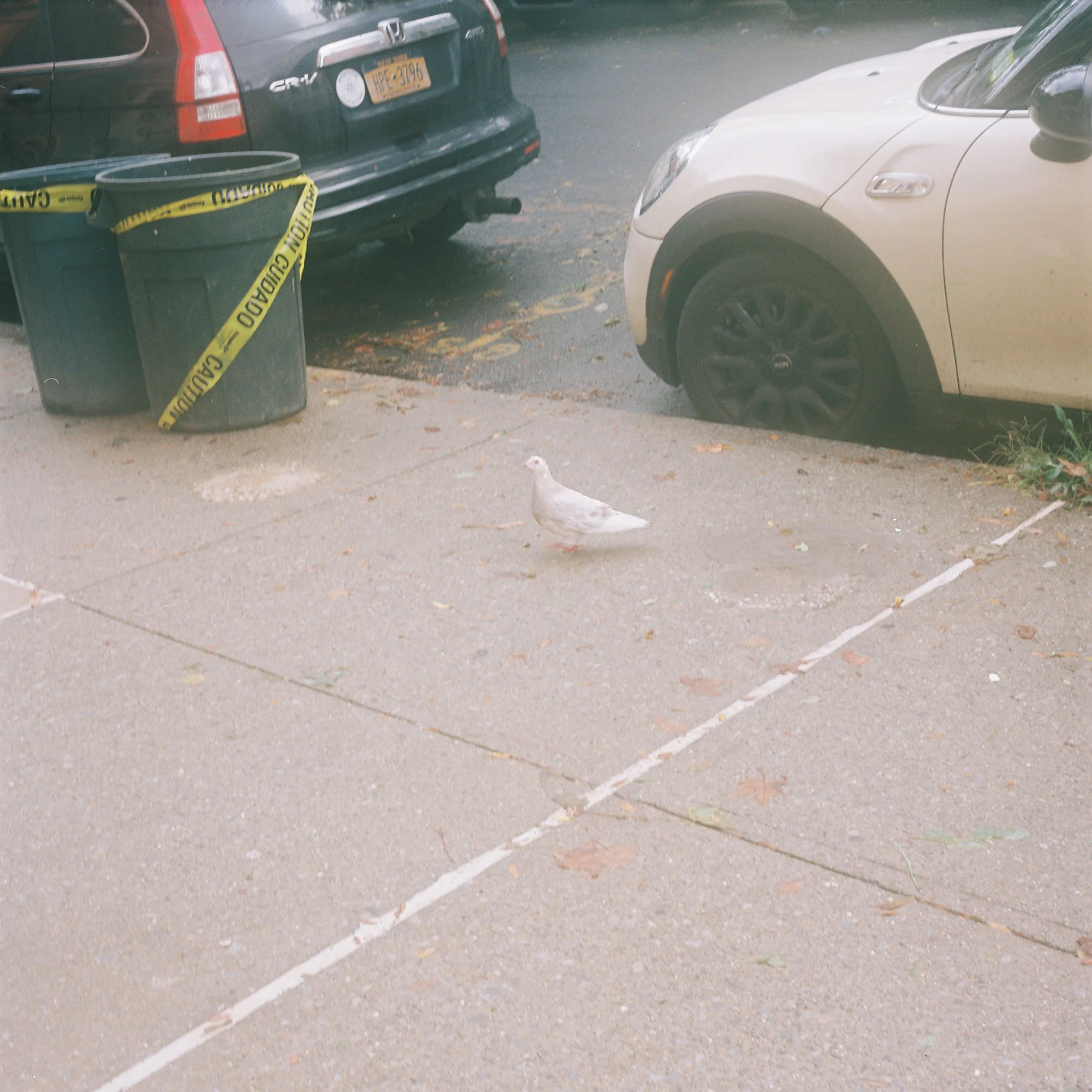 albino pigeon, on greene across from hebert von king, september, 2026.jpg