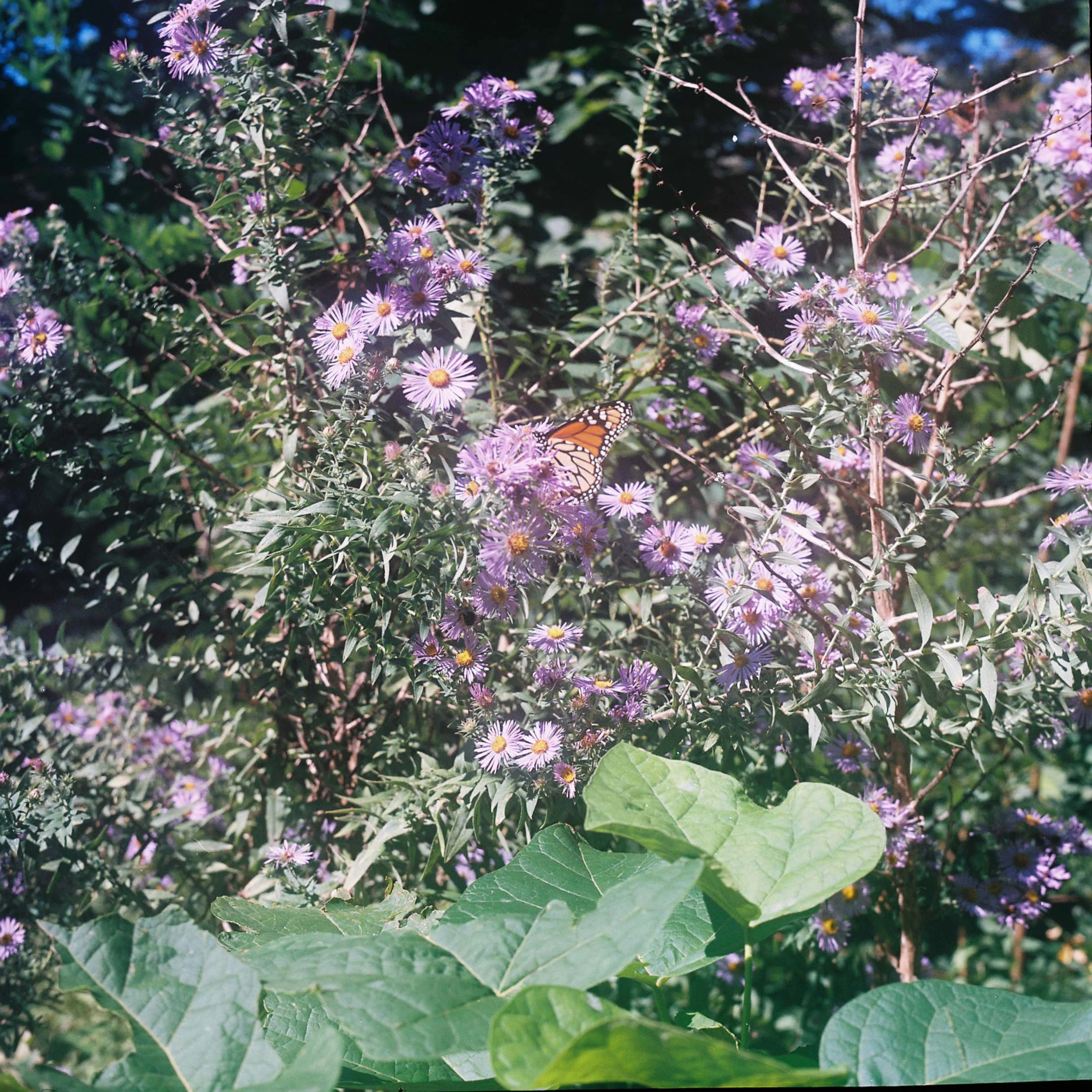 flowers and monarchs 2 in my backyard, kansas city, 5634 kenwood ave., saturday, 10-4-26.jpg