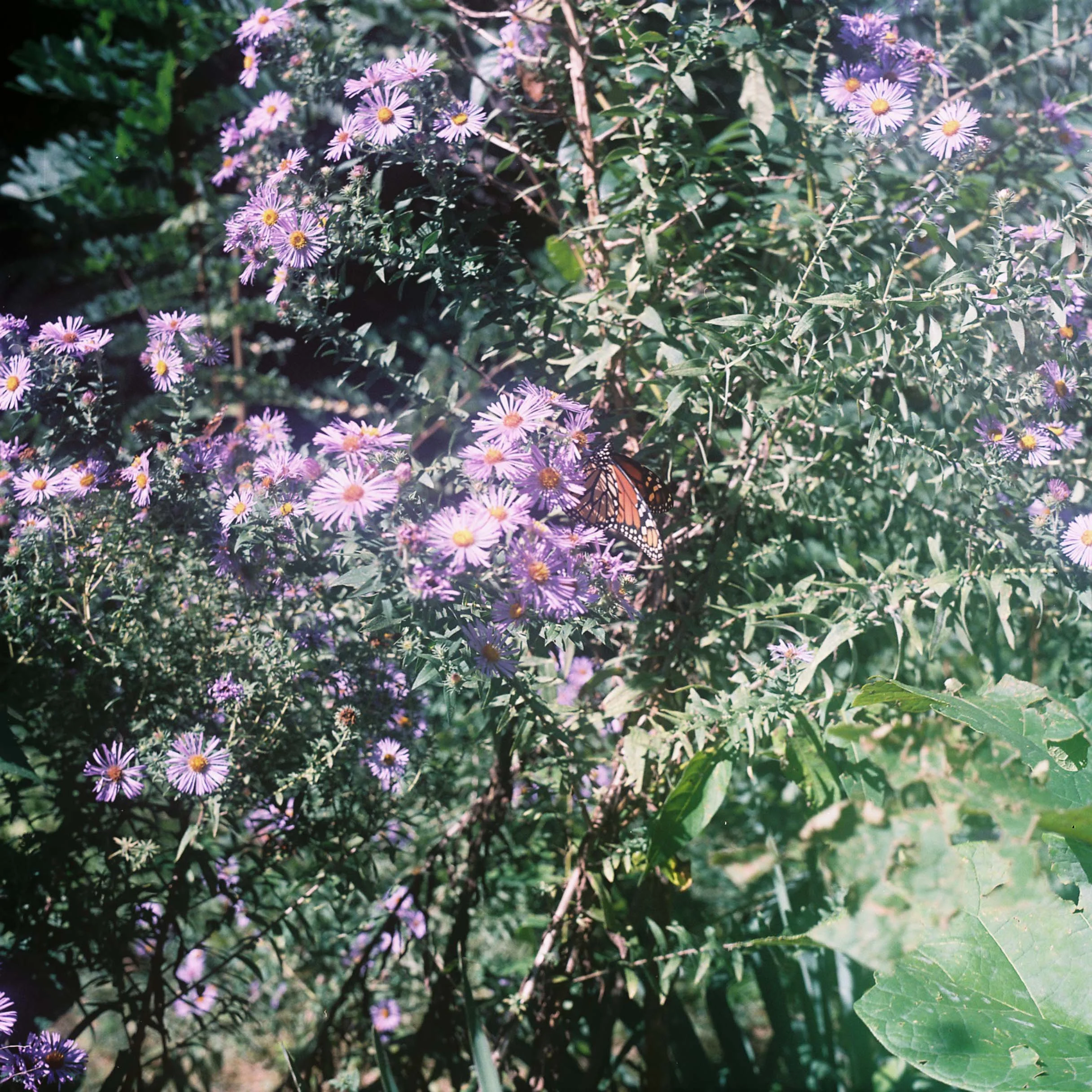 flowers and monarchs in my backyard, kansas city, 5634 kenwood ave., saturday, 10-4-26.jpg