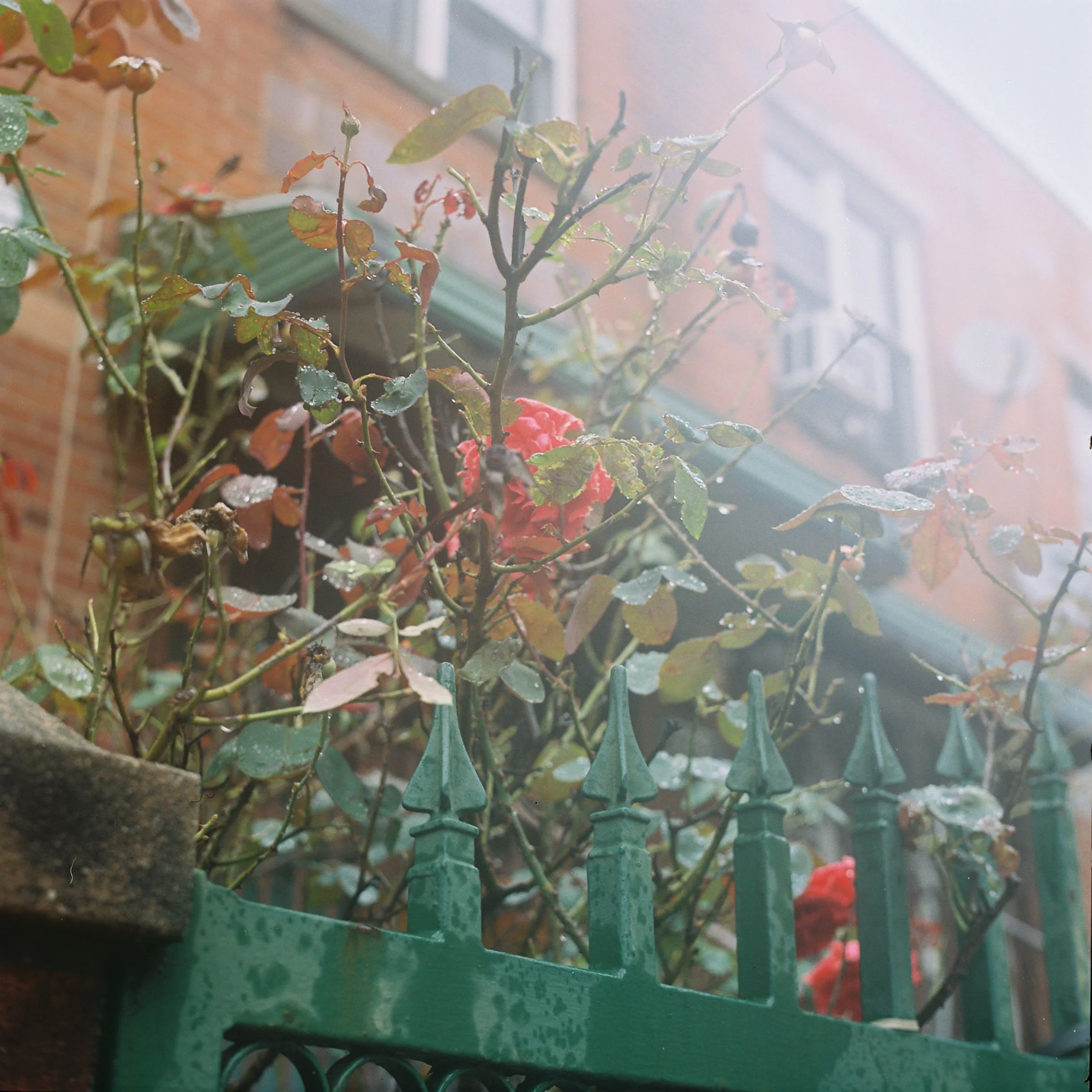 flowers, walking from my sublet at 1099 broadway, september 2026.jpg