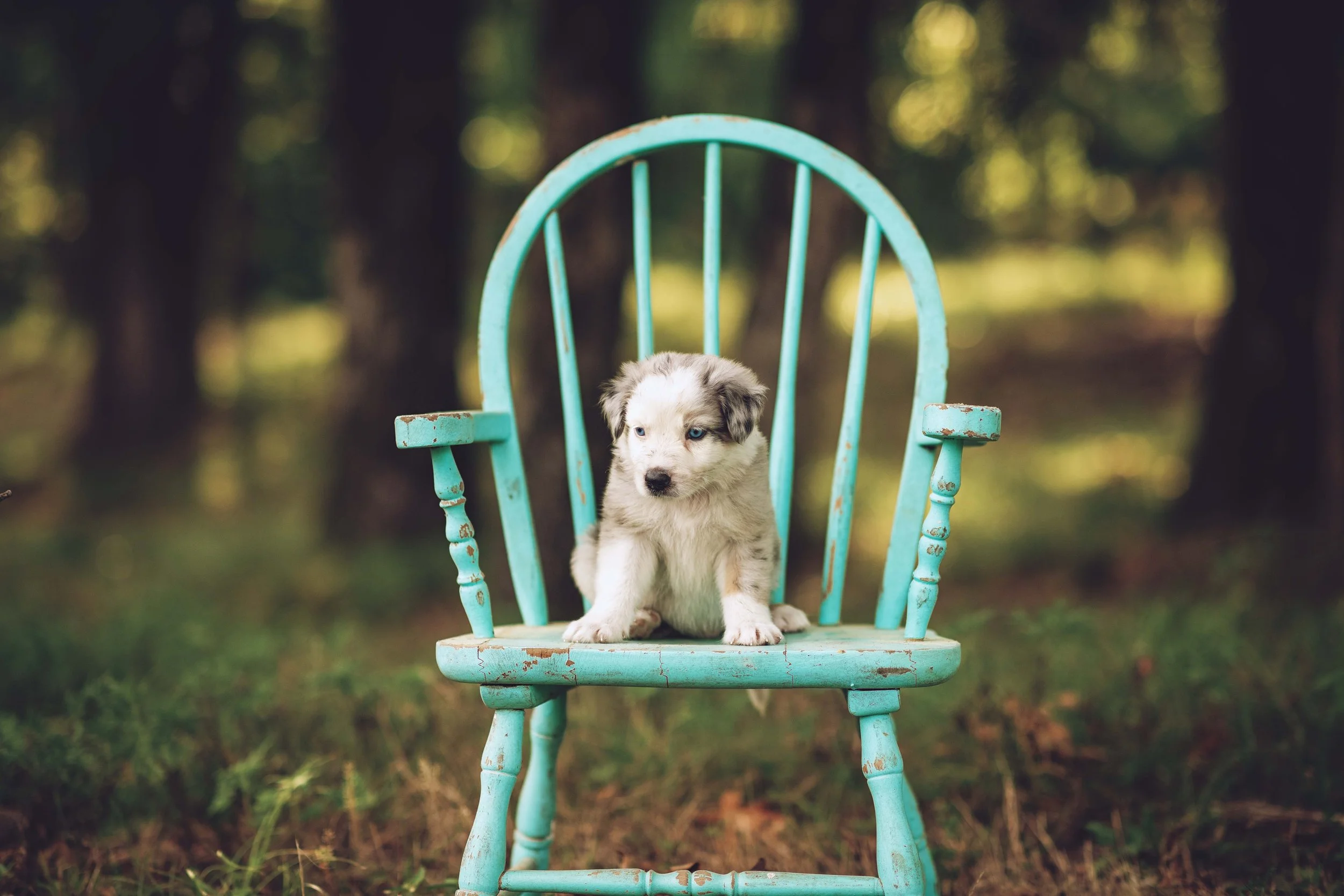 Blue merle male #1
