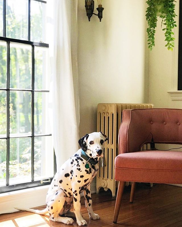 ⚫️⚪️🌿⚫️⚪️🌿⚫️⚪️🌿⚫️⚪️🌿Truthfully, I don't think that it gets any more elegant than this snap from @smbash⁠
#DogFriendly⁠
⁠|⁠
|⁠
|⁠
|⁠
|⁠
|⁠
|⁠
|⁠
|⁠
#dalmatian #dalmatiansofinstagram #dalmatianpuppy #dalmatianlove #weeklyfluff #puppylove #dog #dogs