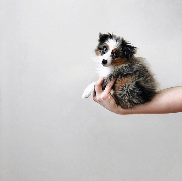 You guys, this is Avery. She was our first-ever #dogmodel and she's just as cute today as she was when she was palm-sized. Head on over to @averythetoyaussie to see what she's up to!⁠
⁠
📸 @averythetoyaussie #DogFriendly⁠
⁠⁠|⁠
|⁠
|⁠
|⁠
|⁠
|⁠
|⁠
|⁠
|⁠