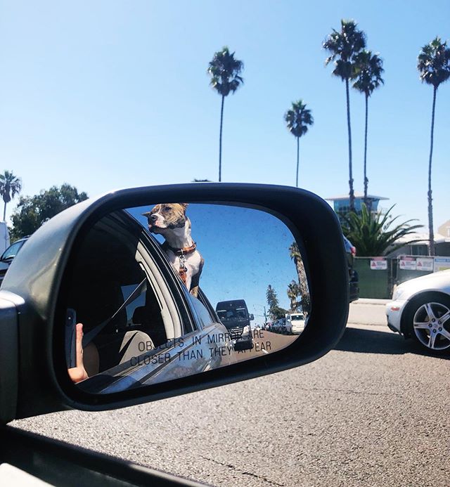 Objects in mirror may be even happier than they appear.
#DogFriendly
.
.
.
.
.
#dogsofsandiego #dogsofsd #sandiegogram #pittiepuppy #pitbullsofinstagram #acolorstory #boxerpitmix #sundayfunday