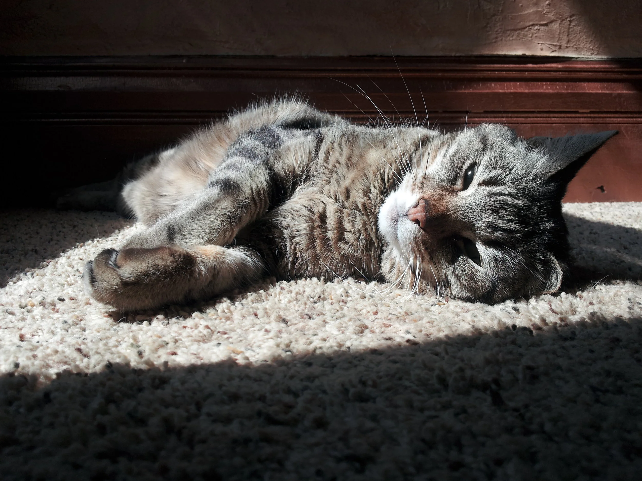 venus sunshine.jpg