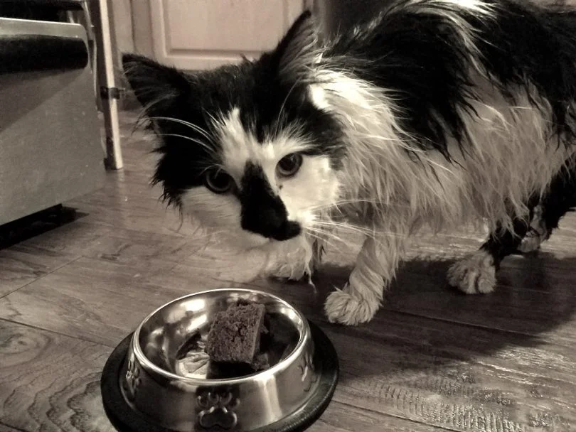 How losing my cat helped me find humanity