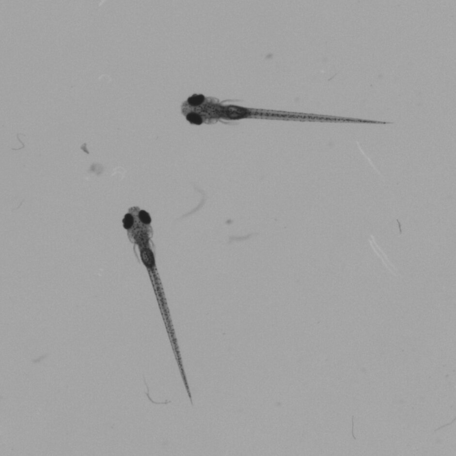 Zebrafish+-+Single+Frame+08_08.jpg