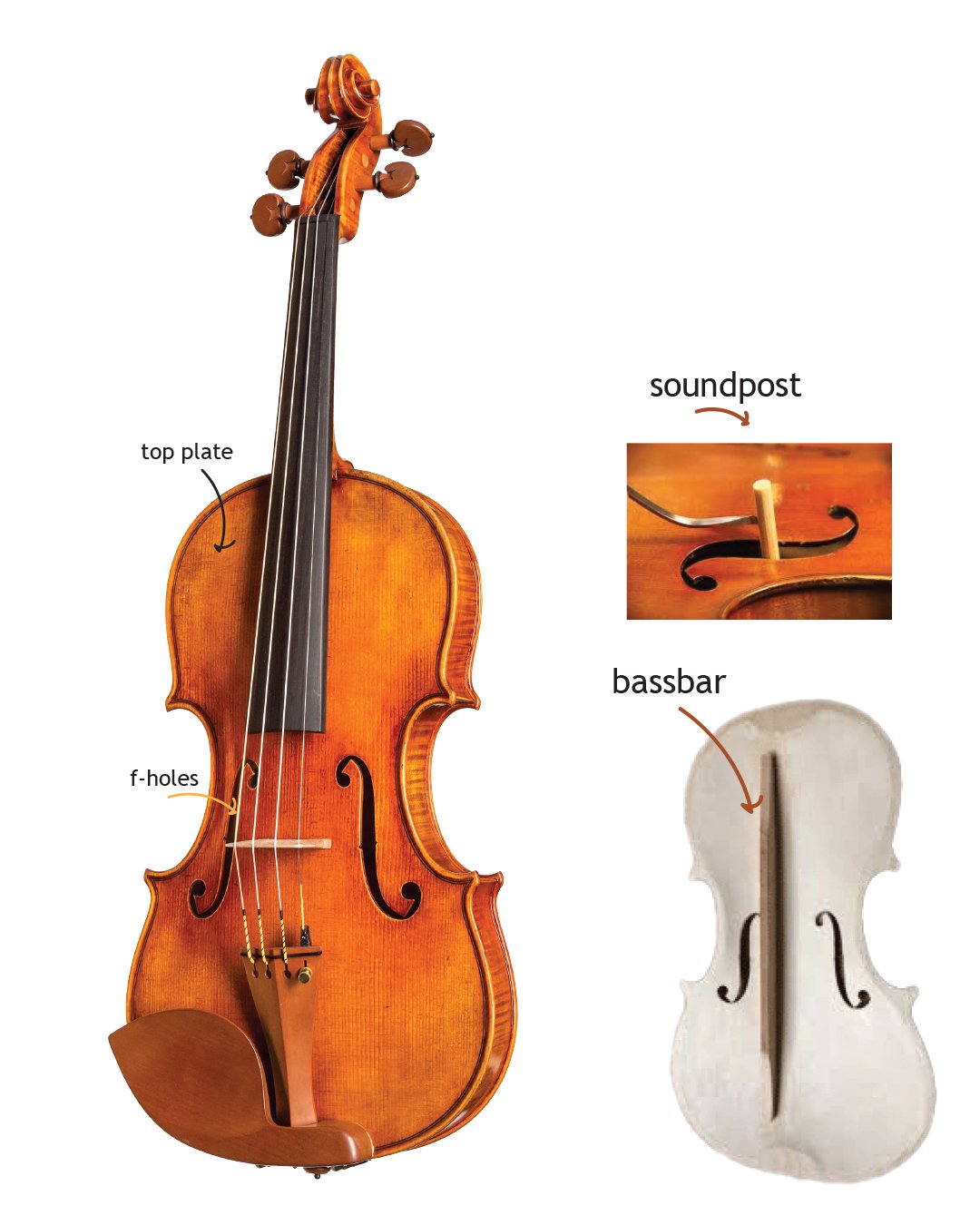 Violin Parts Labelled Diagram