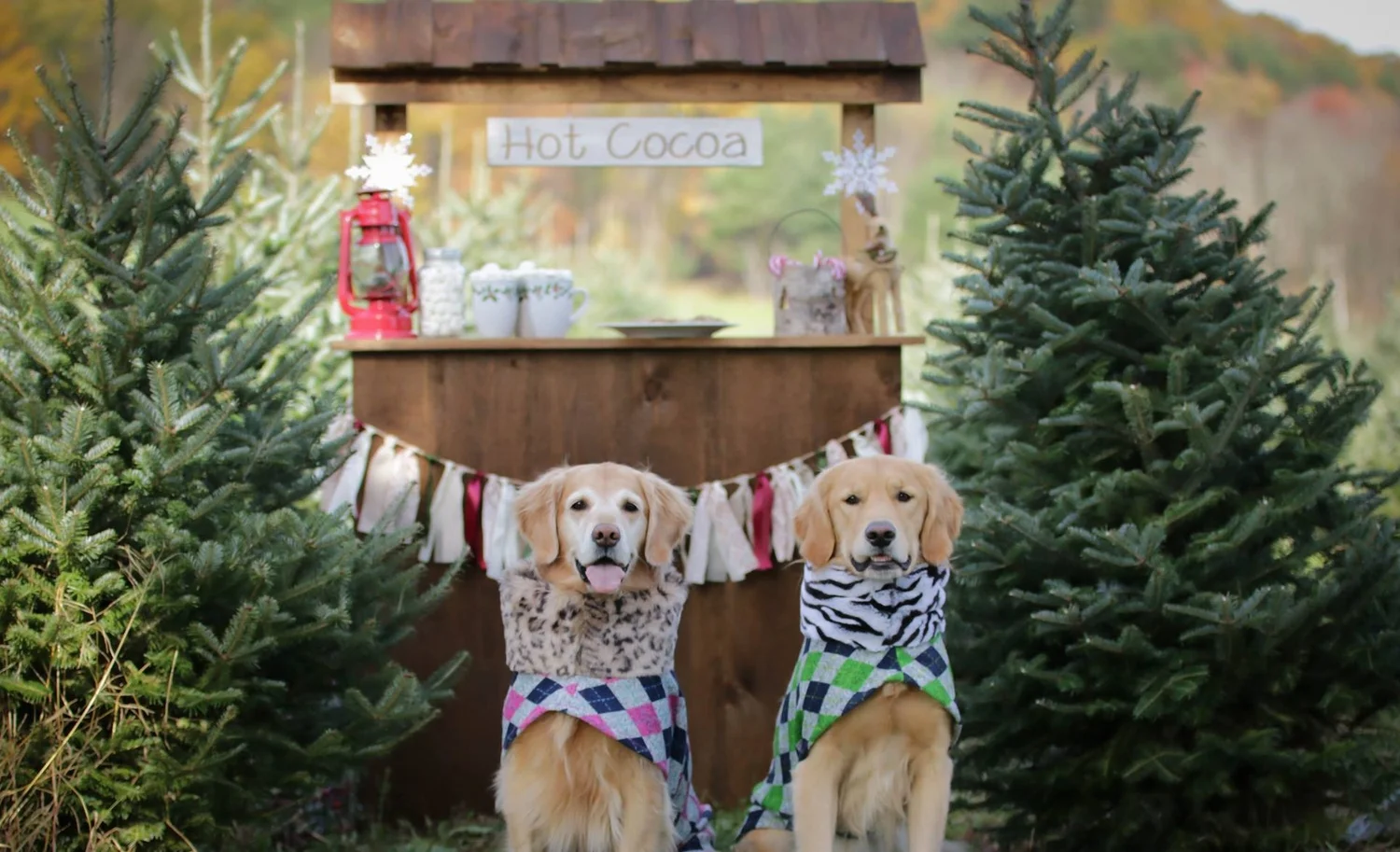 Christmas at Chestnut Mountain Tree Farm