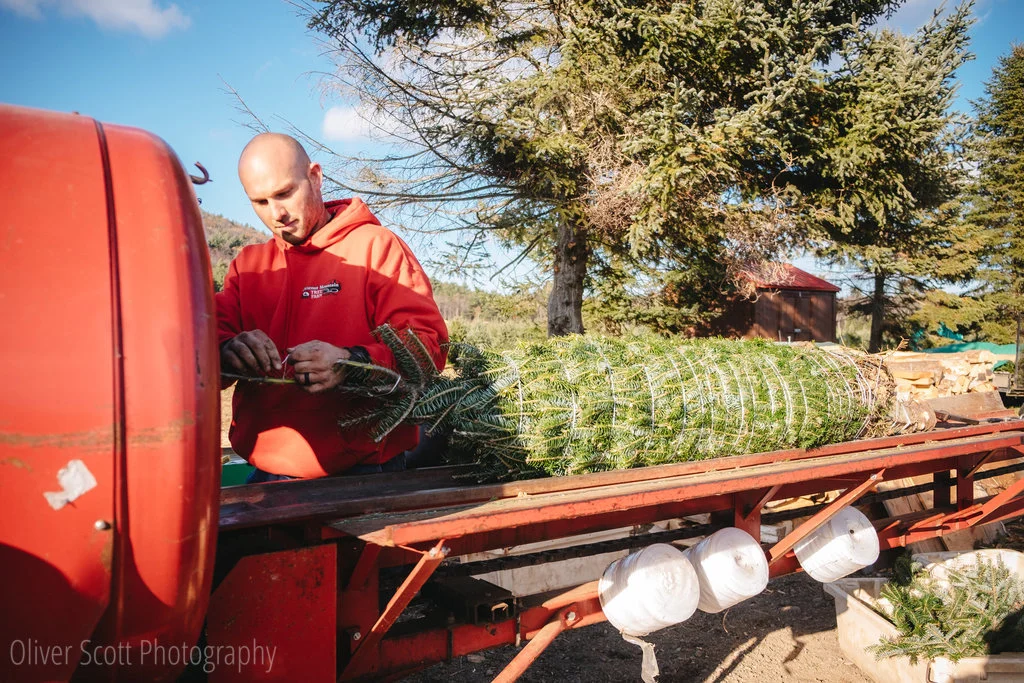 Christmas at Chestnut Mountain Tree Farm