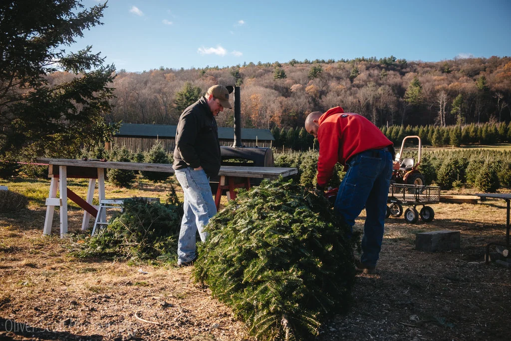 Christmas at Chestnut Mountain Tree Farm