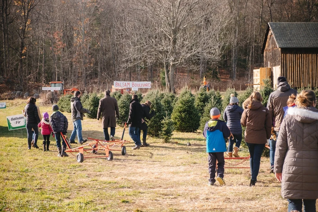 Christmas at Chestnut Mountain Tree Farm