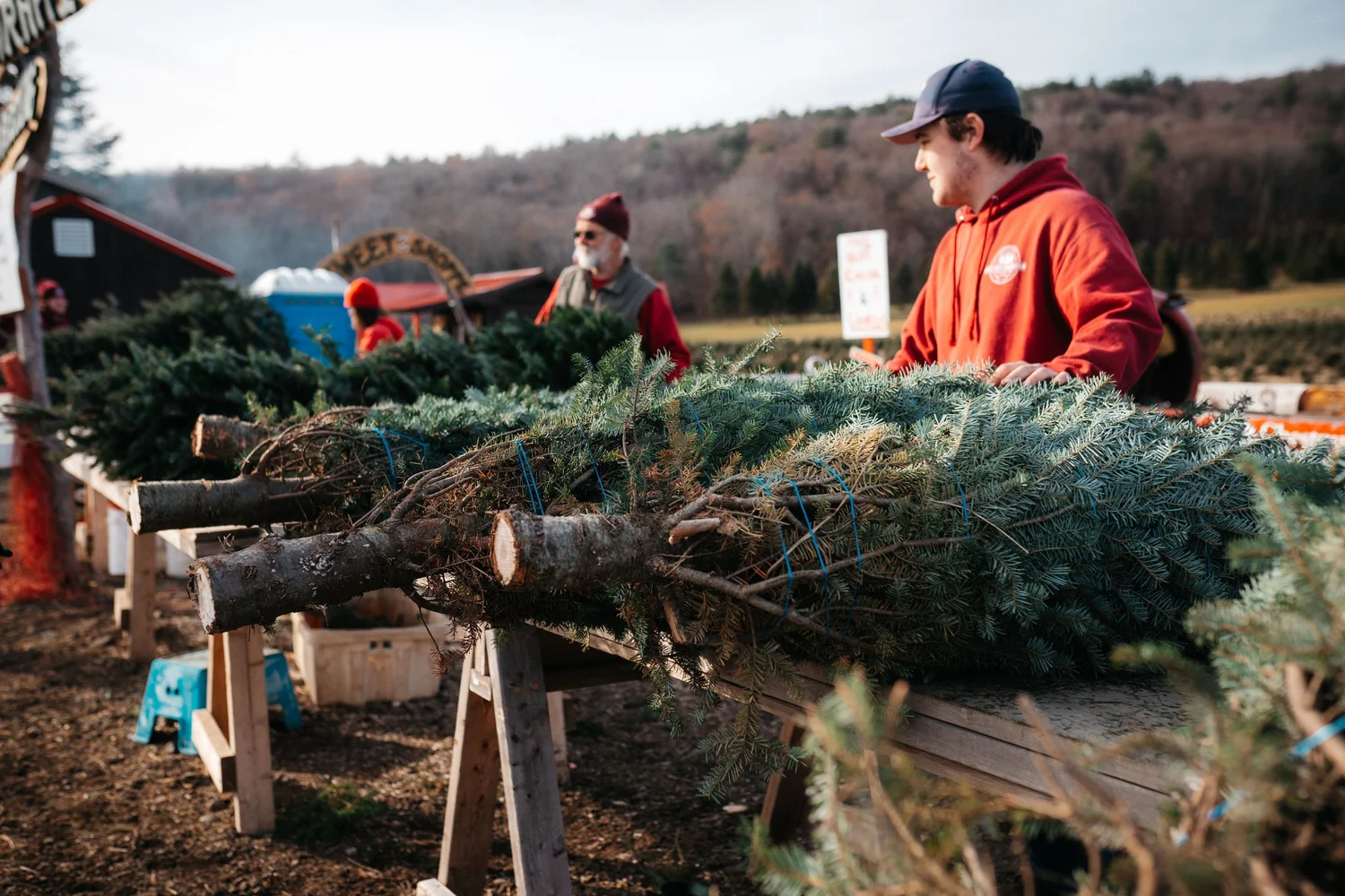 Christmas at Chestnut Mountain Tree Farm