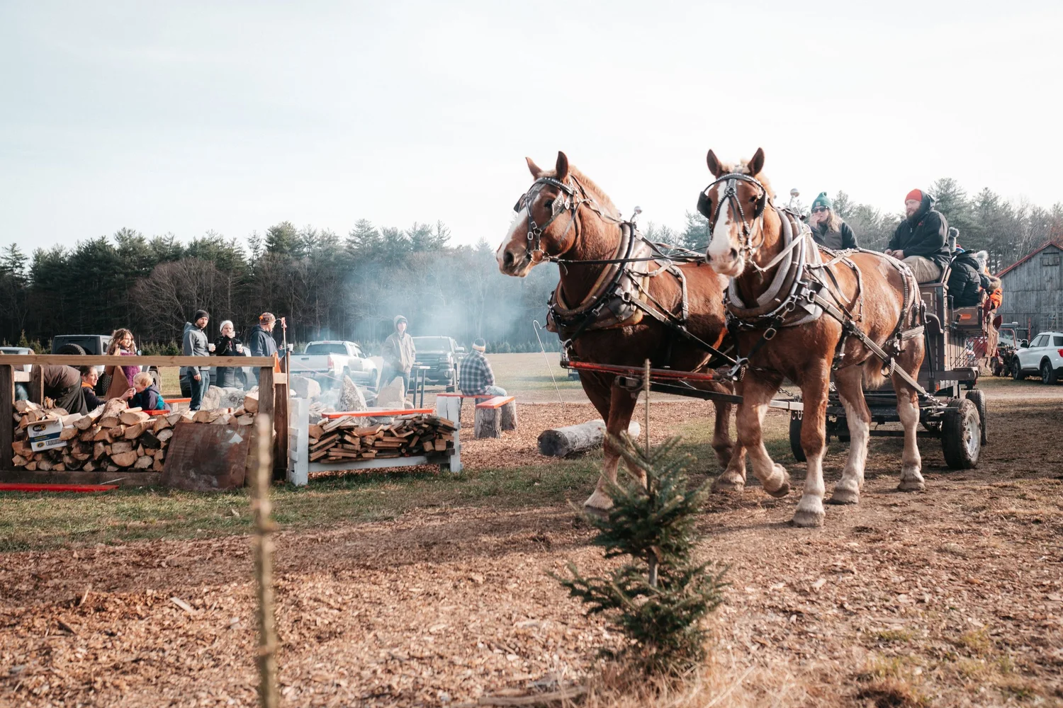 Christmas at Chestnut Mountain Tree Farm