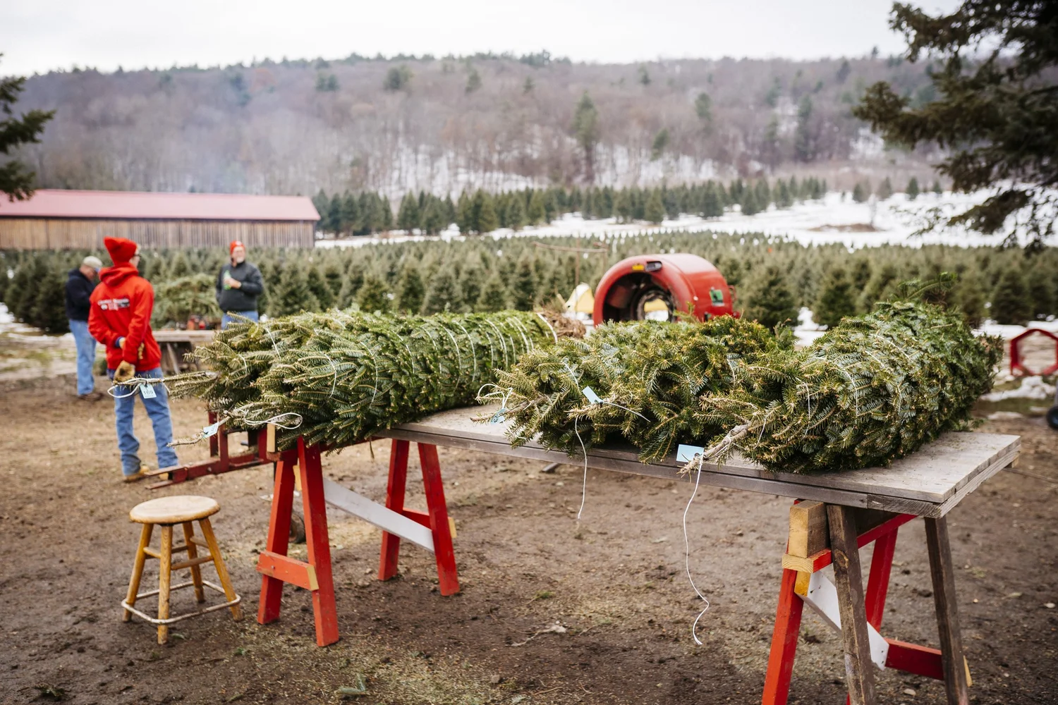 Christmas at Chestnut Mountain Tree Farm