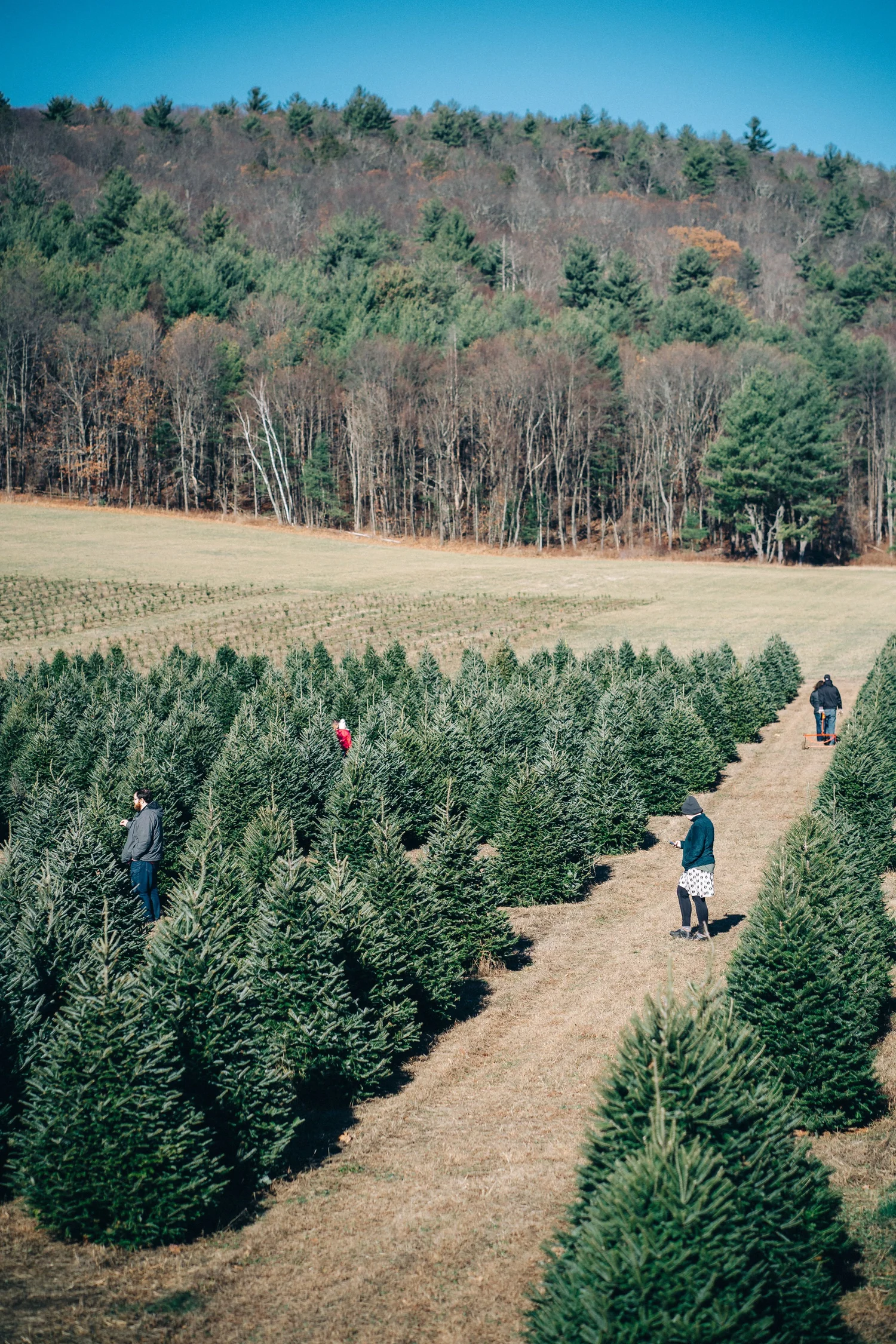 Christmas at Chestnut Mountain Tree Farm