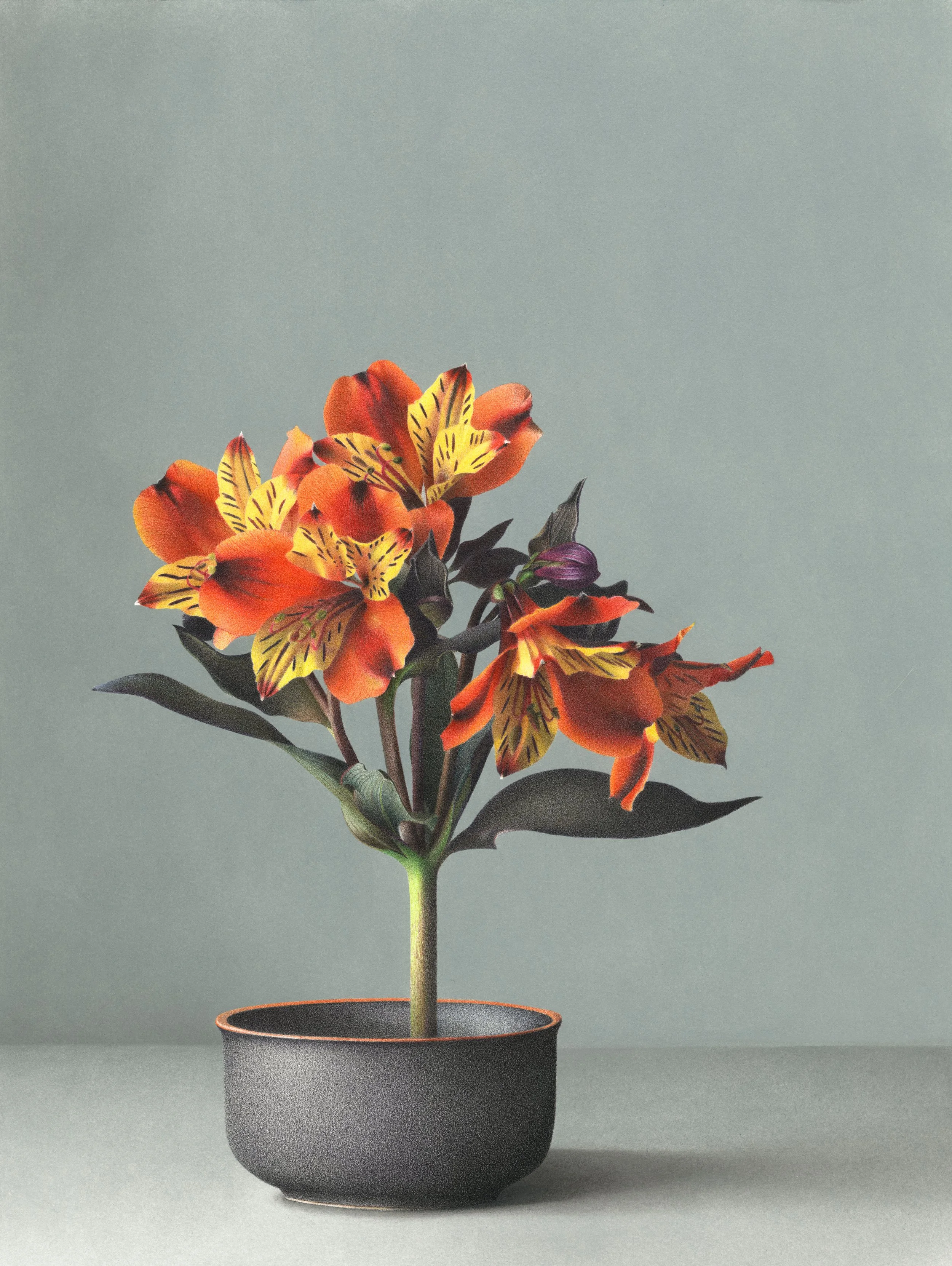 Hyperrealistic colored pencil drawing of red and yellow alstroemeria arranged upright in a shallow ikebana-style vase using a flower frog, resembling a small tree