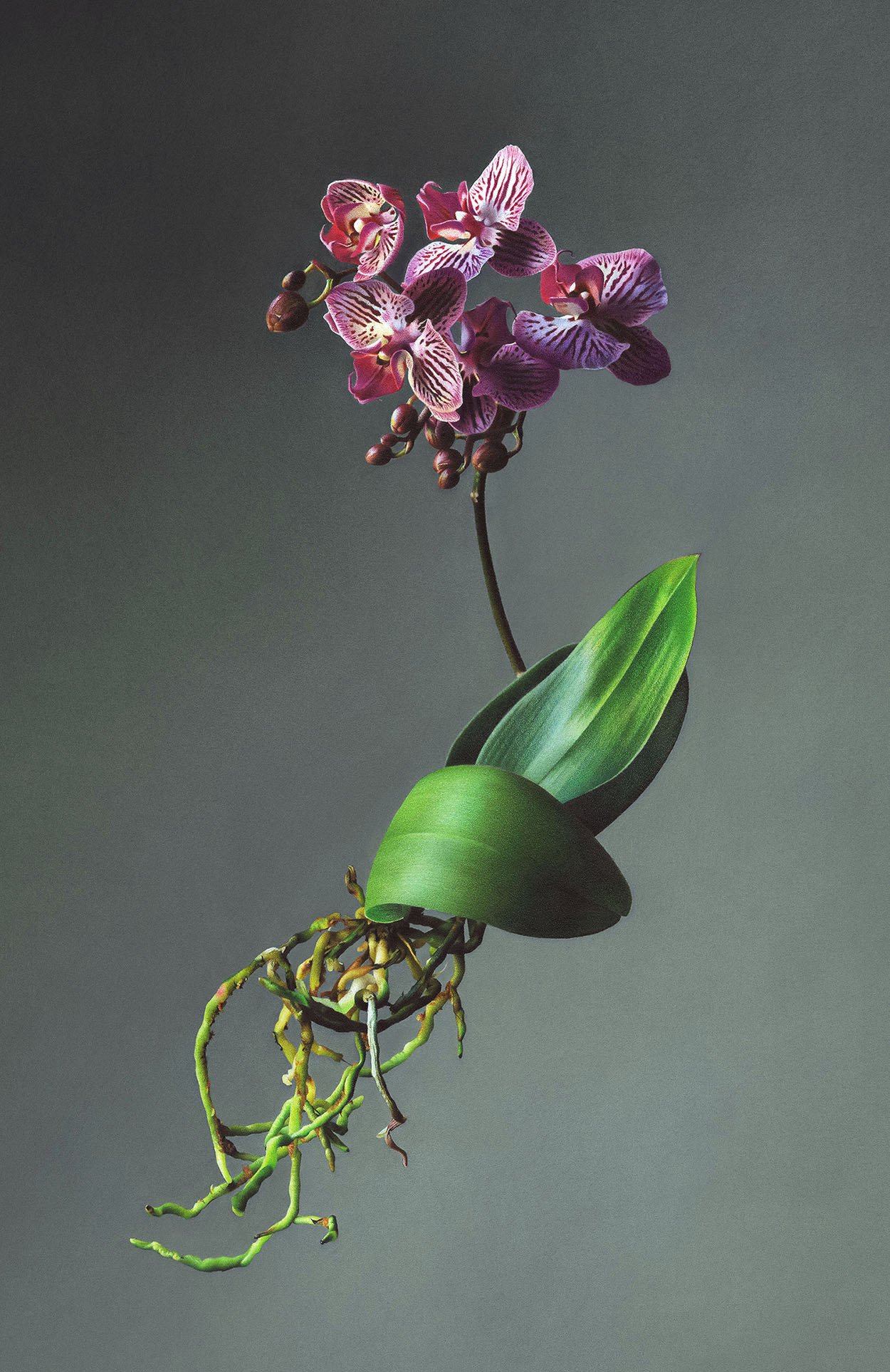 Highly realistic colored pencil drawing of a purple orchid with exposed roots and green leaves, floating against a soft gray background