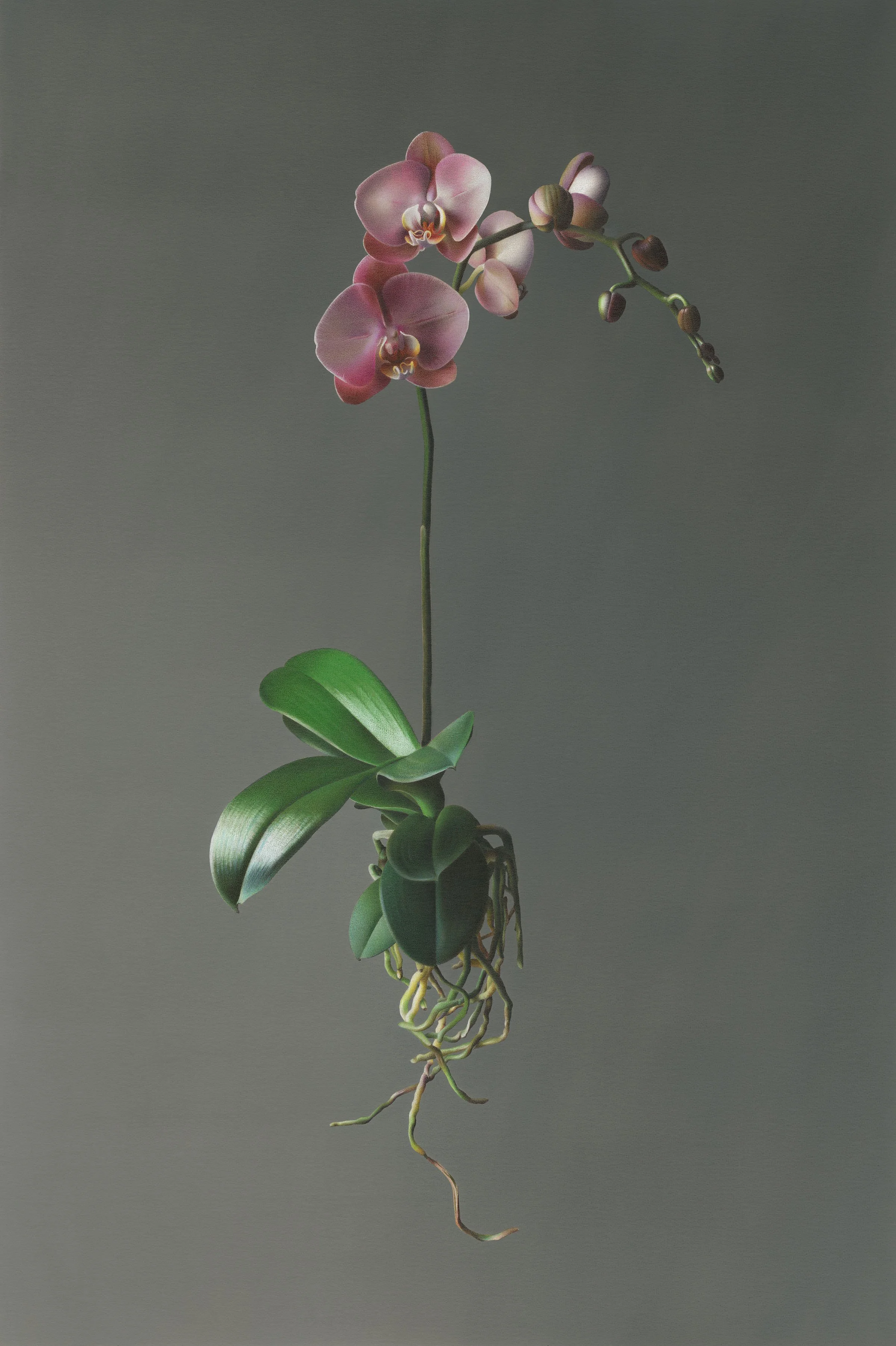 Hyperrealistic colored pencil drawing of a pink orchid with exposed roots and green leaves, floating against a soft gray background