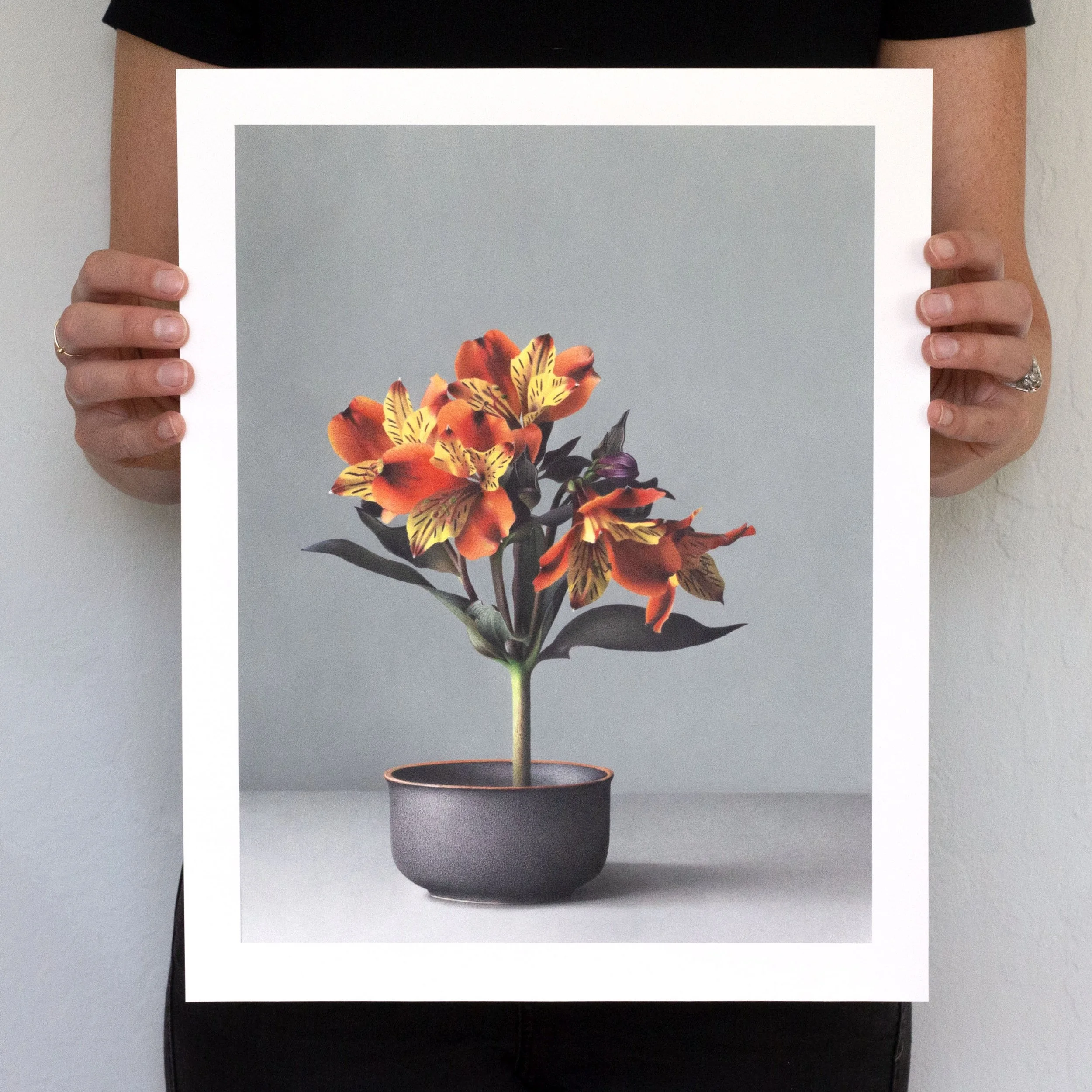 Sue's Alstroemeria
