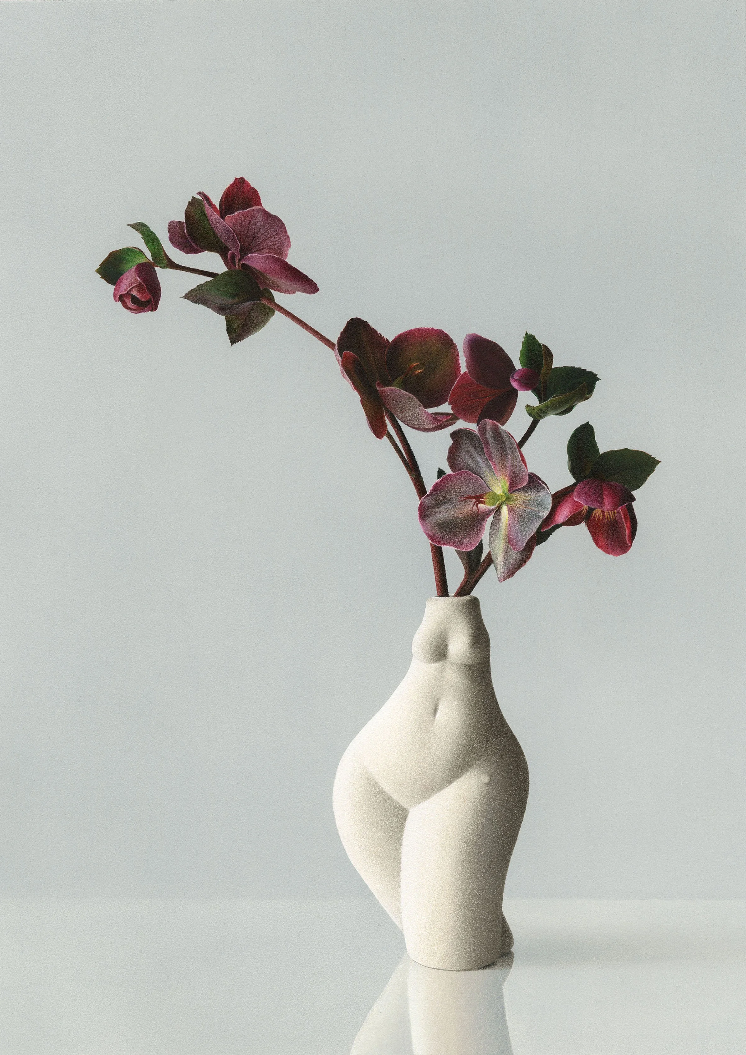 Hyperrealistic colored pencil drawing of deep burgundy hellebore in a white ceramic vase shaped like a female torso with soft light and detailed petals
