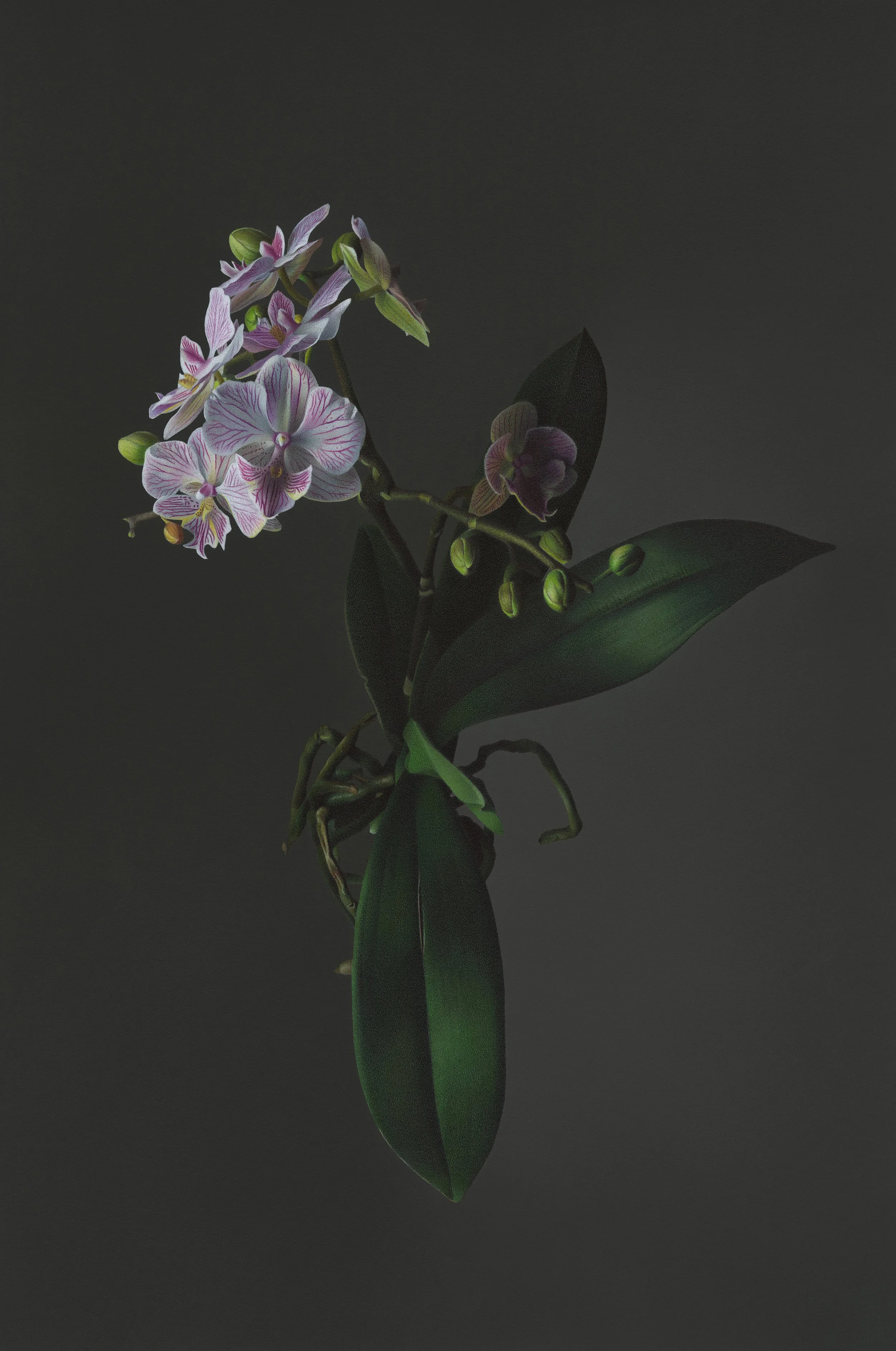 Hyperrealistic colored pencil drawing of a white and pink orchid with exposed roots and green leaves, floating against a soft gray background