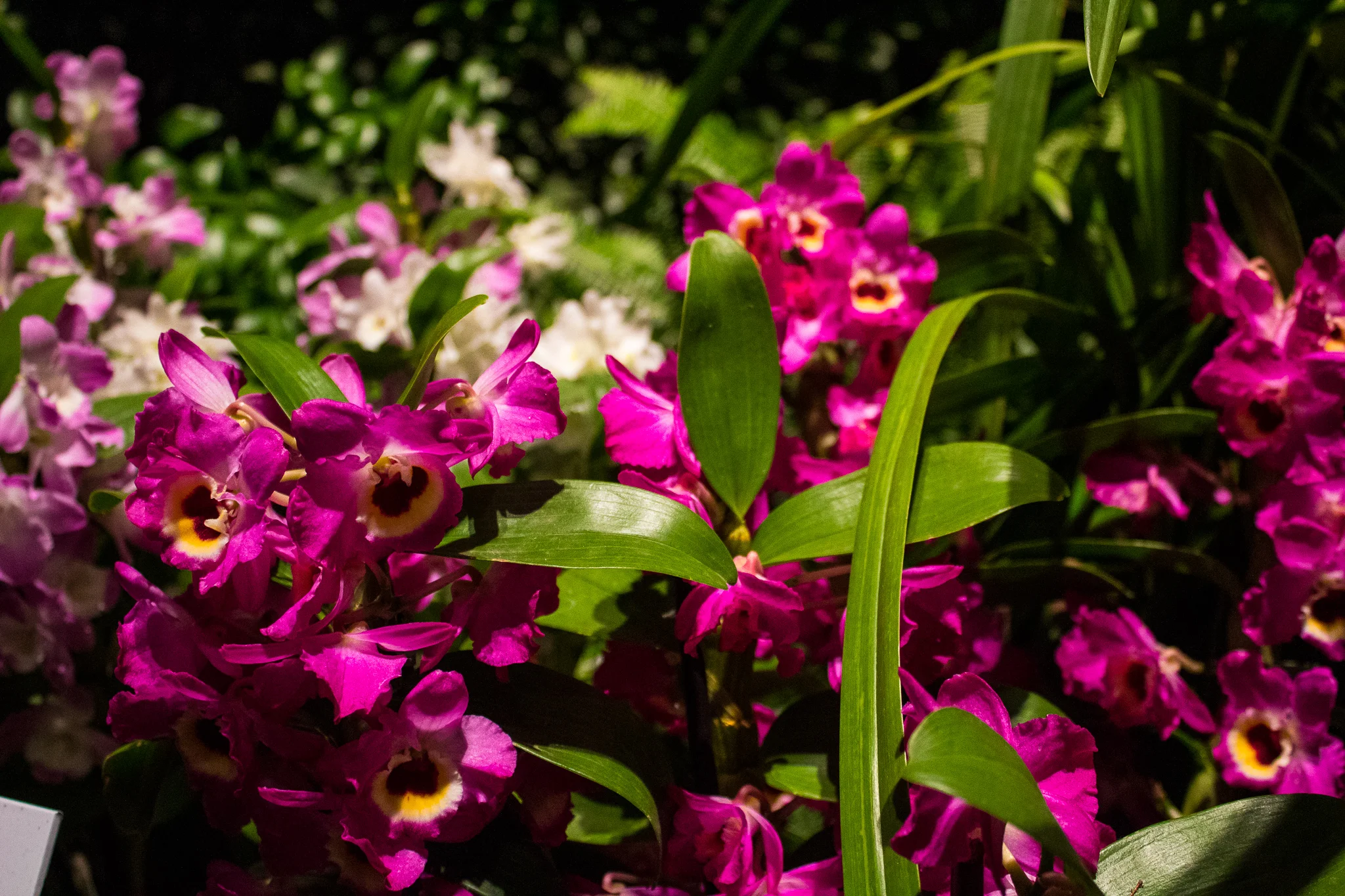 THE ORCHID SHOW: SINGAPORE.jpg