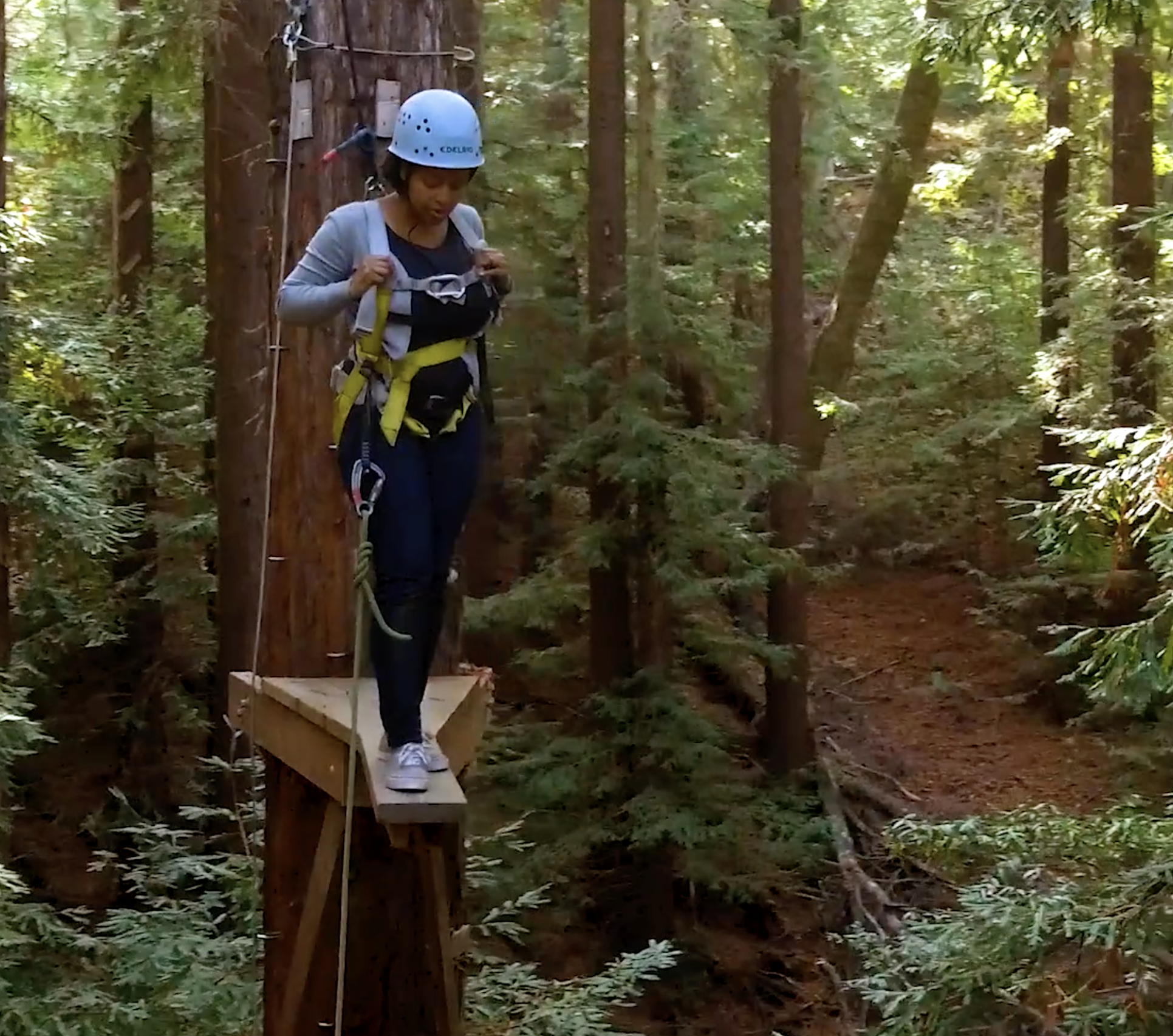 A woman does team building climbing in the redwoods