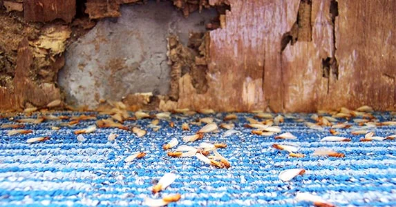 Types of Termites in Utah