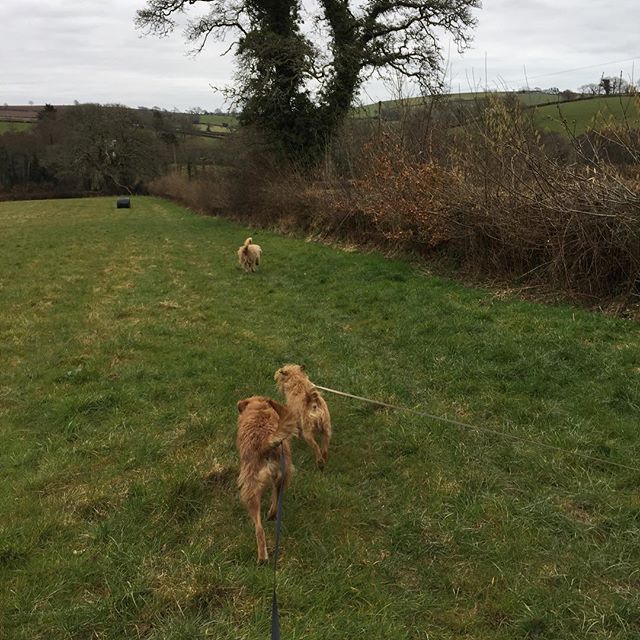 Pip and Lyra in for socialising today! #thewolfanddogdevelopmentcentre #shaunellis #dogbehaviour #schooling #socialdevelopment
