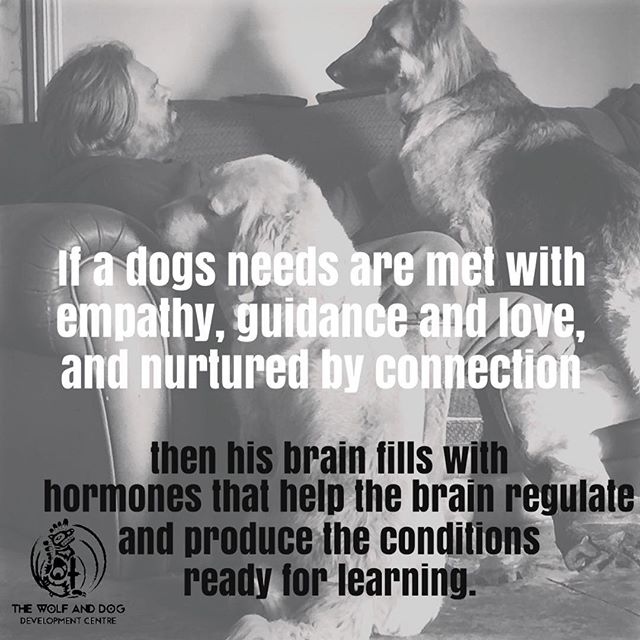 #thewolfanddogdevelopmentcentre #shaunellis #dogbehaviour #rehabilitation #dogschool #germanshepherd #socialdevelopment #emotionaldevelopment #cornwall