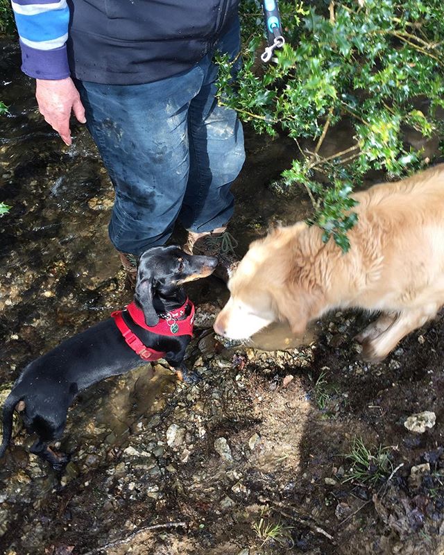 The "sausages" in working on their social development with the teaching dogs. #thewolfanddogdevelopmentcentre #cornwall #dogbehaviour #dogschool #socialdevelopment #emotionaldevelopment #dachsund