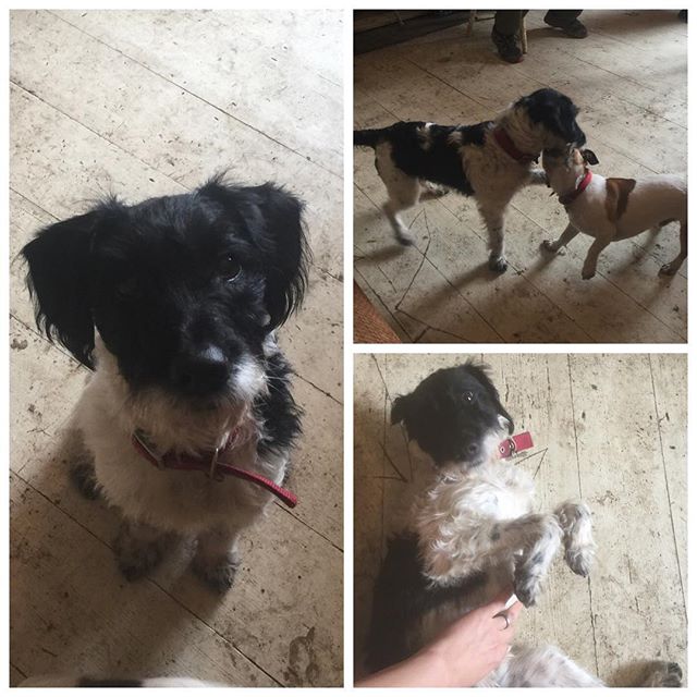 We assessed this lovely little fella today (who Kim adored!) he is a special character with a lovely family that now understand his behaviour as communication and can empathise with his feelings knowing about his brain development and the disruptions that he has. He now has a plan for rehabilitation #thewolfanddogdevelopmentcentre #shaunellis #cornwall #wolfman #dogbehavior #dogbehaviourist #dogschool #socialdevelopment #emotionaldevelopment #jackrussellterrier #crossbreed