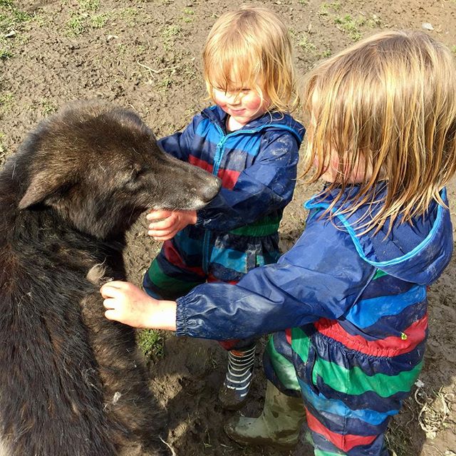The little Ellis's got to spend time with Chemuhk today after helping mummy and daddy clean out and feed! #thewolfanddogdevelopmentcentre #wolfcentre #wolfdog #wolves #shaunellis #wolfman #wolfboys #chemuhk #cornwall