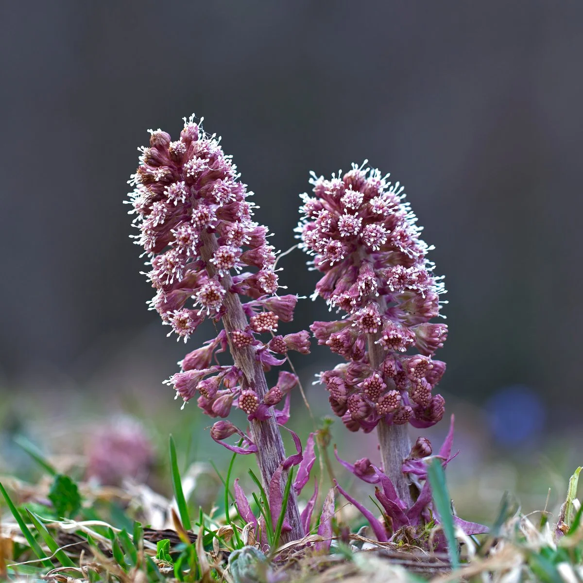 Migraine Treatments of the Month: A root, a spray and an intravenous infusion:  3 different approaches to migraine relief